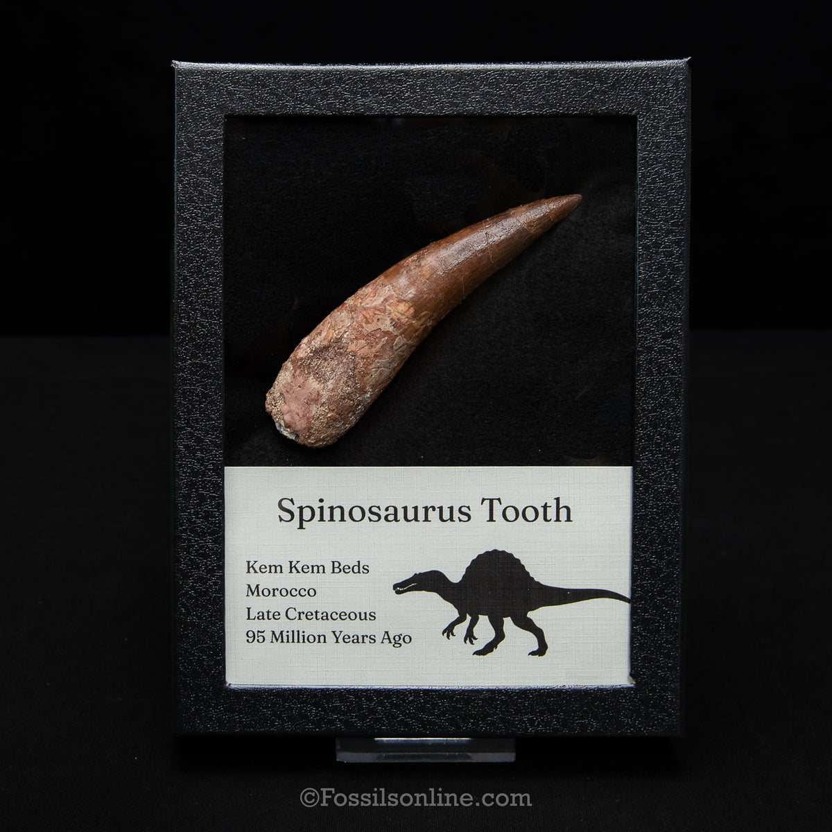 XL Spinosaurus Dinosaur Tooth in Lg Case