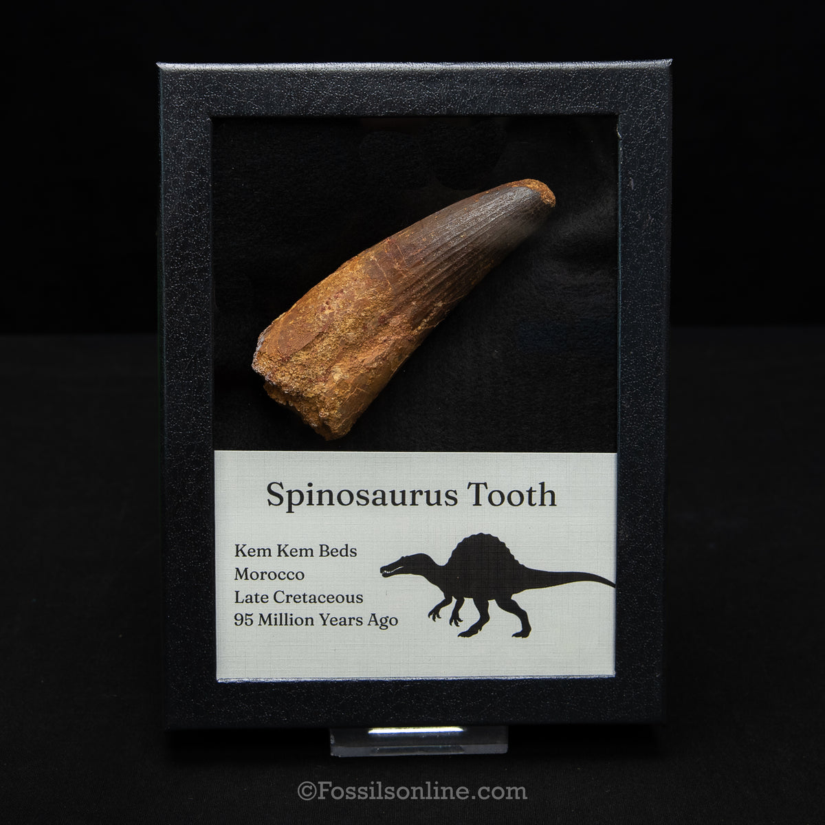 XL Spinosaurus Dinosaur Tooth in Lg Case