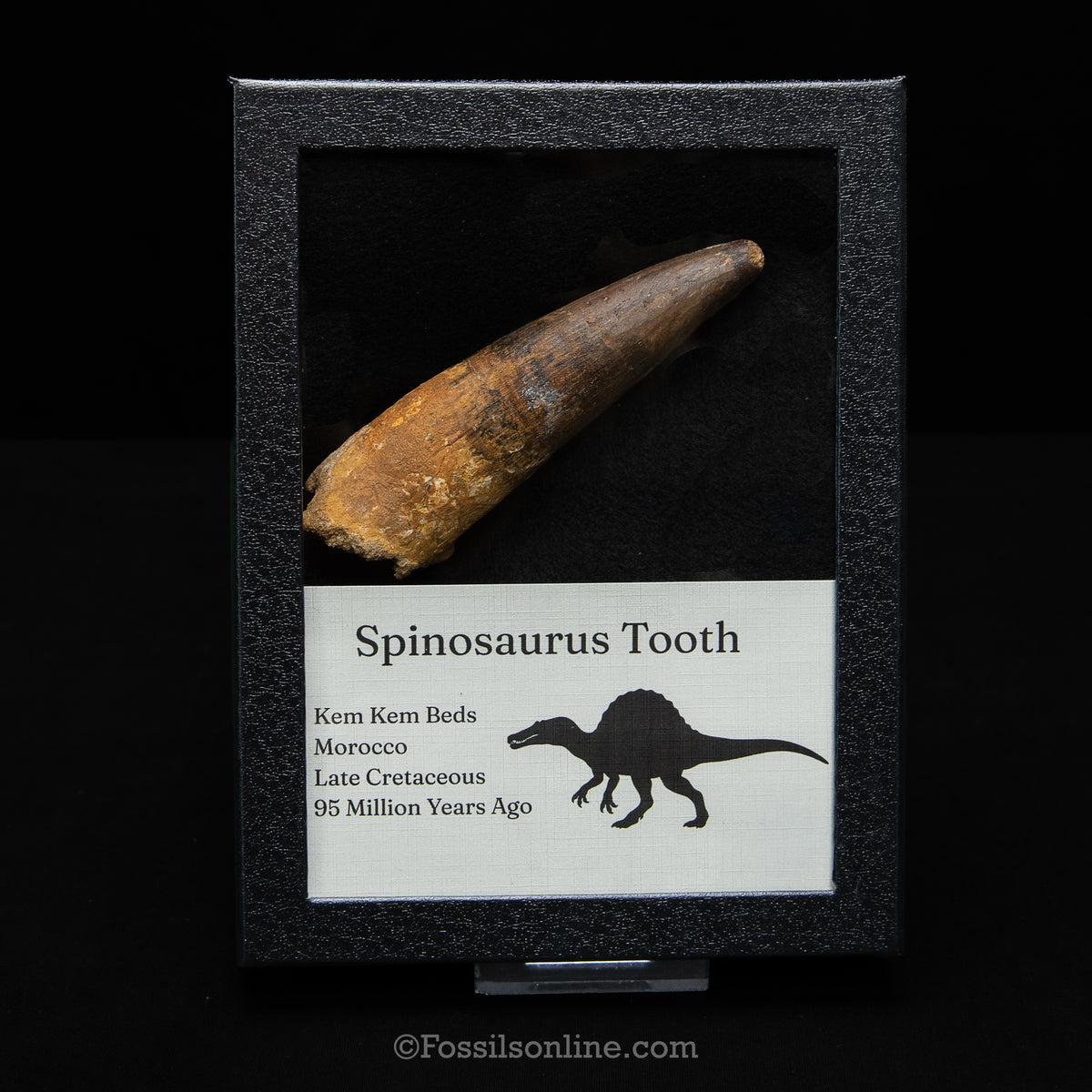 XL Spinosaurus Dinosaur Tooth in Lg Case