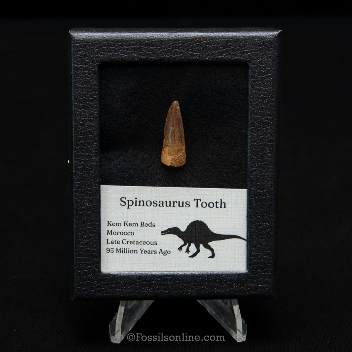 Spinosaurus Dinosaur Tooth Sm Case