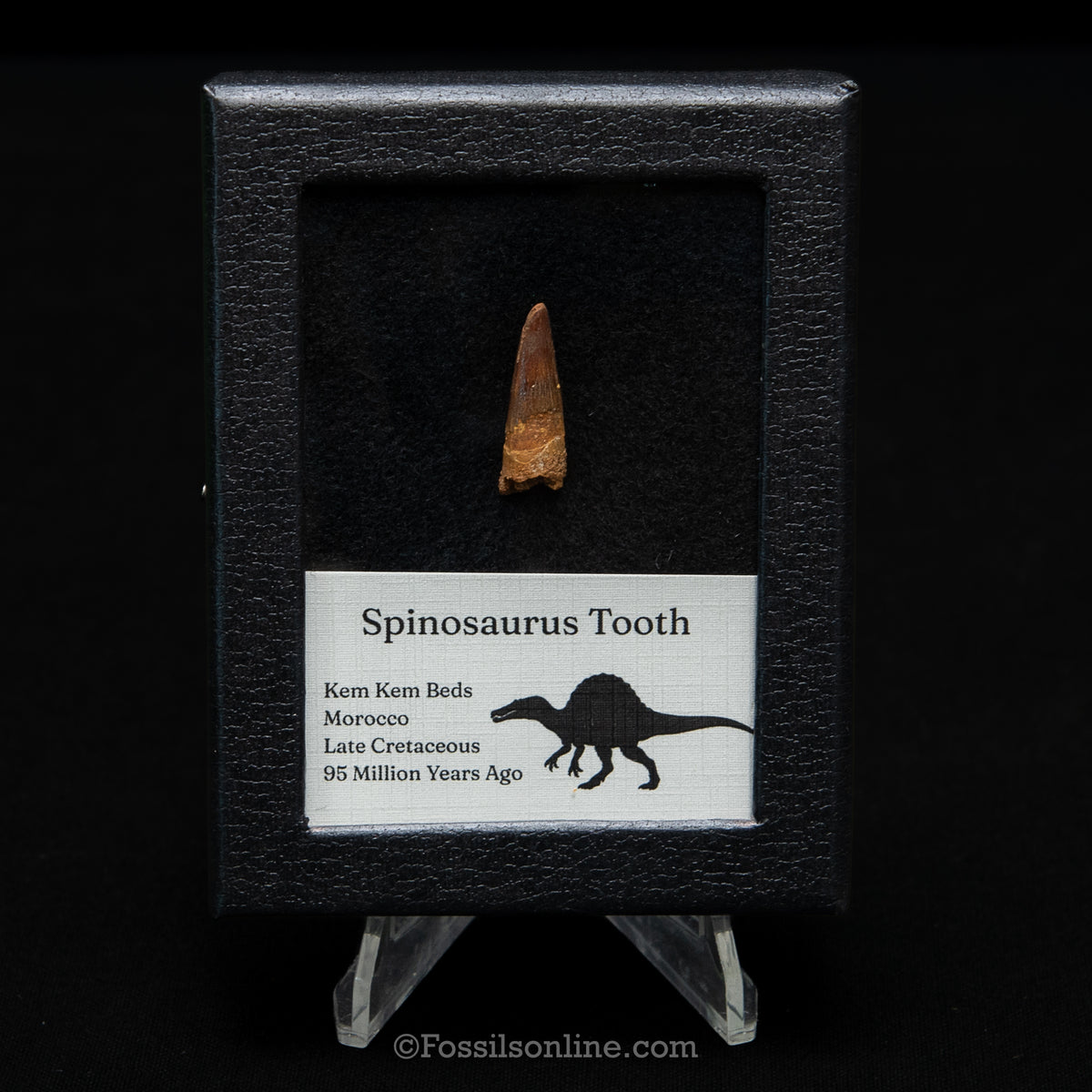 Spinosaurus Dinosaur Tooth Sm Case