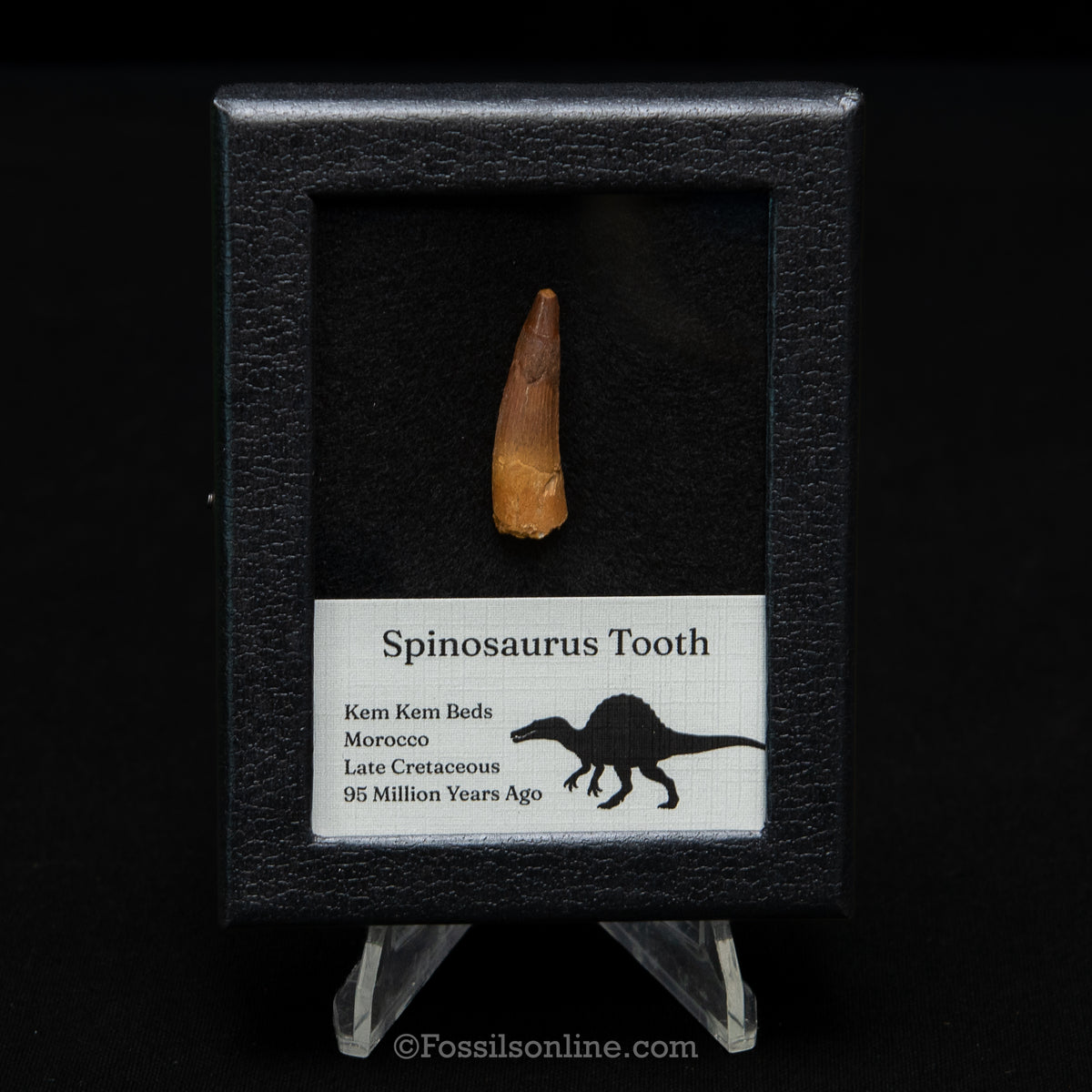 Spinosaurus Dinosaur Tooth Sm Case