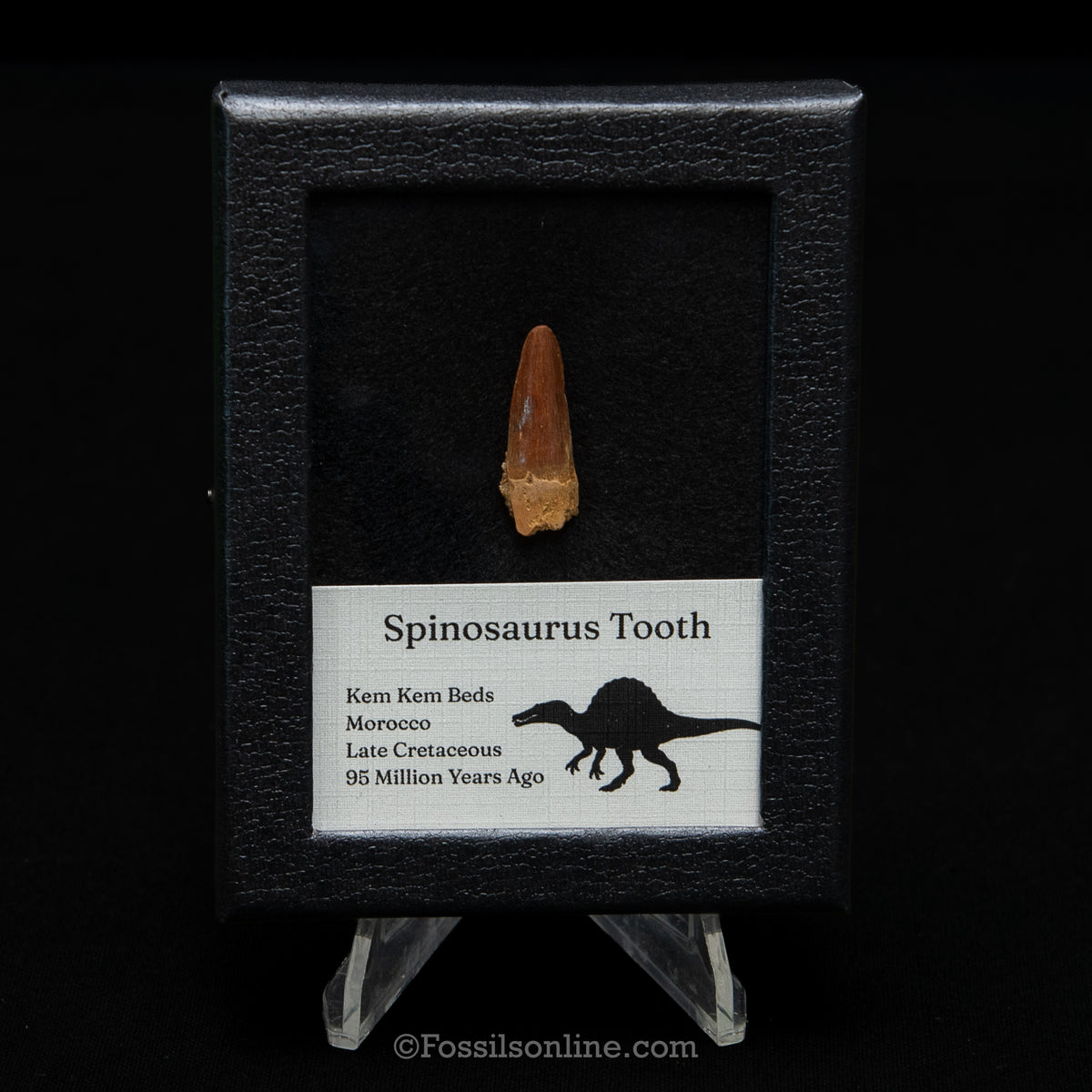 Spinosaurus Dinosaur Tooth Sm Case