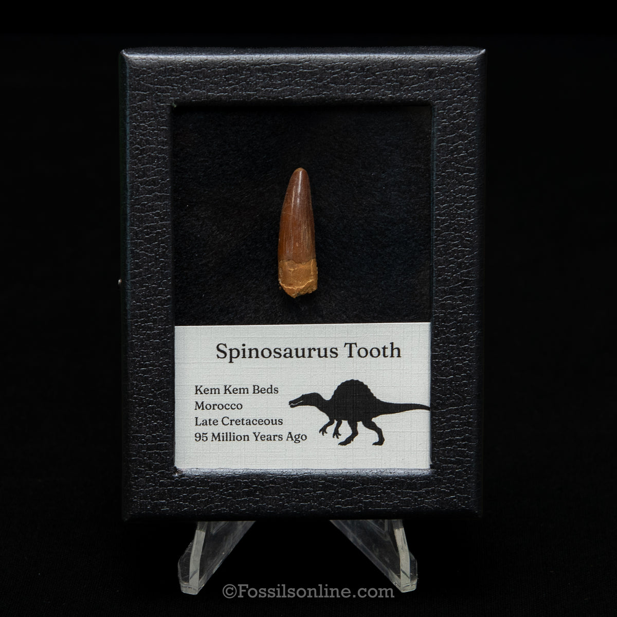 Spinosaurus Dinosaur Tooth Sm Case