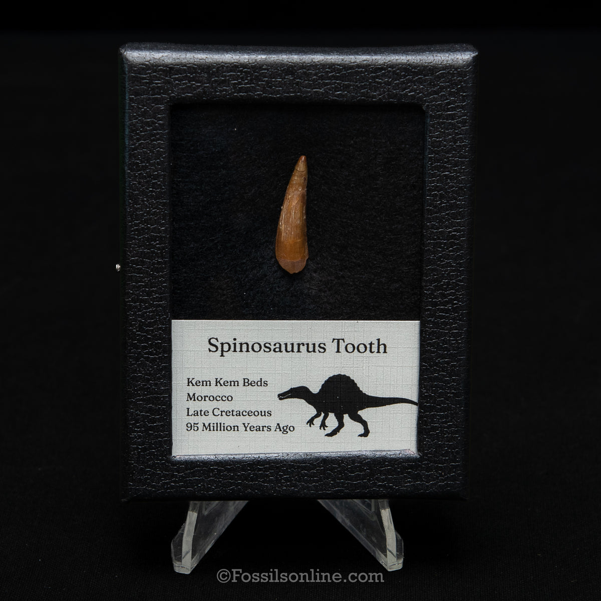 Spinosaurus Dinosaur Tooth Sm Case