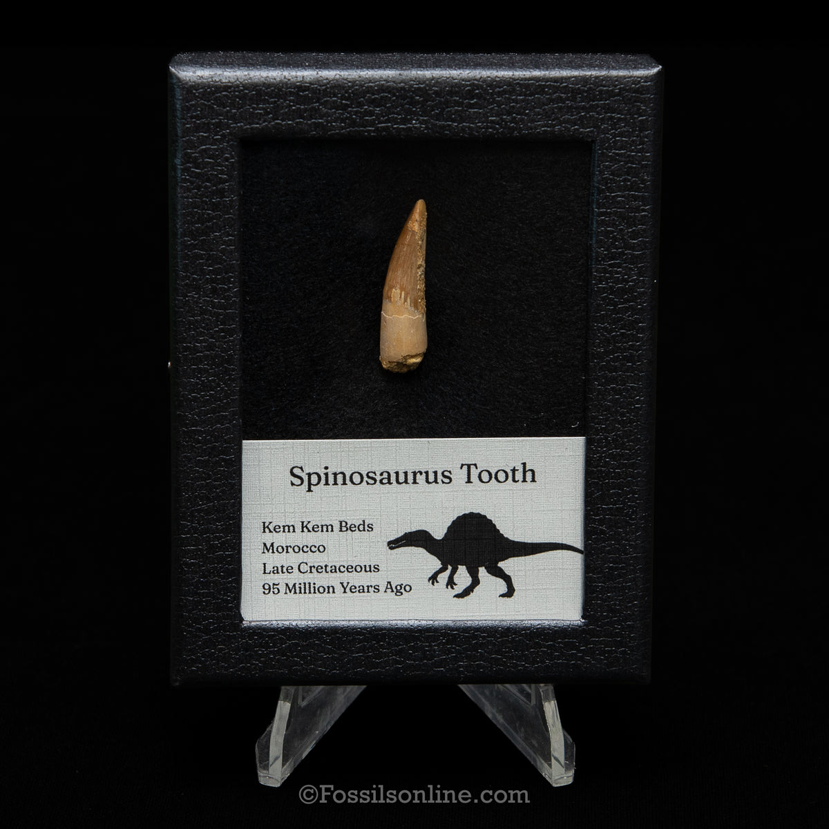 Spinosaurus Dinosaur Tooth Sm Case