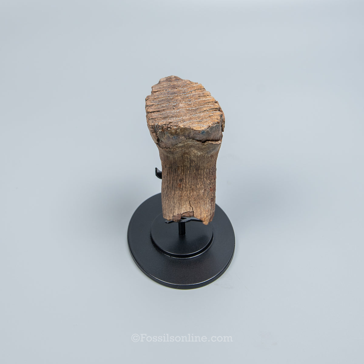 Juvenile Woolly Mammoth Tooth on Display Stand