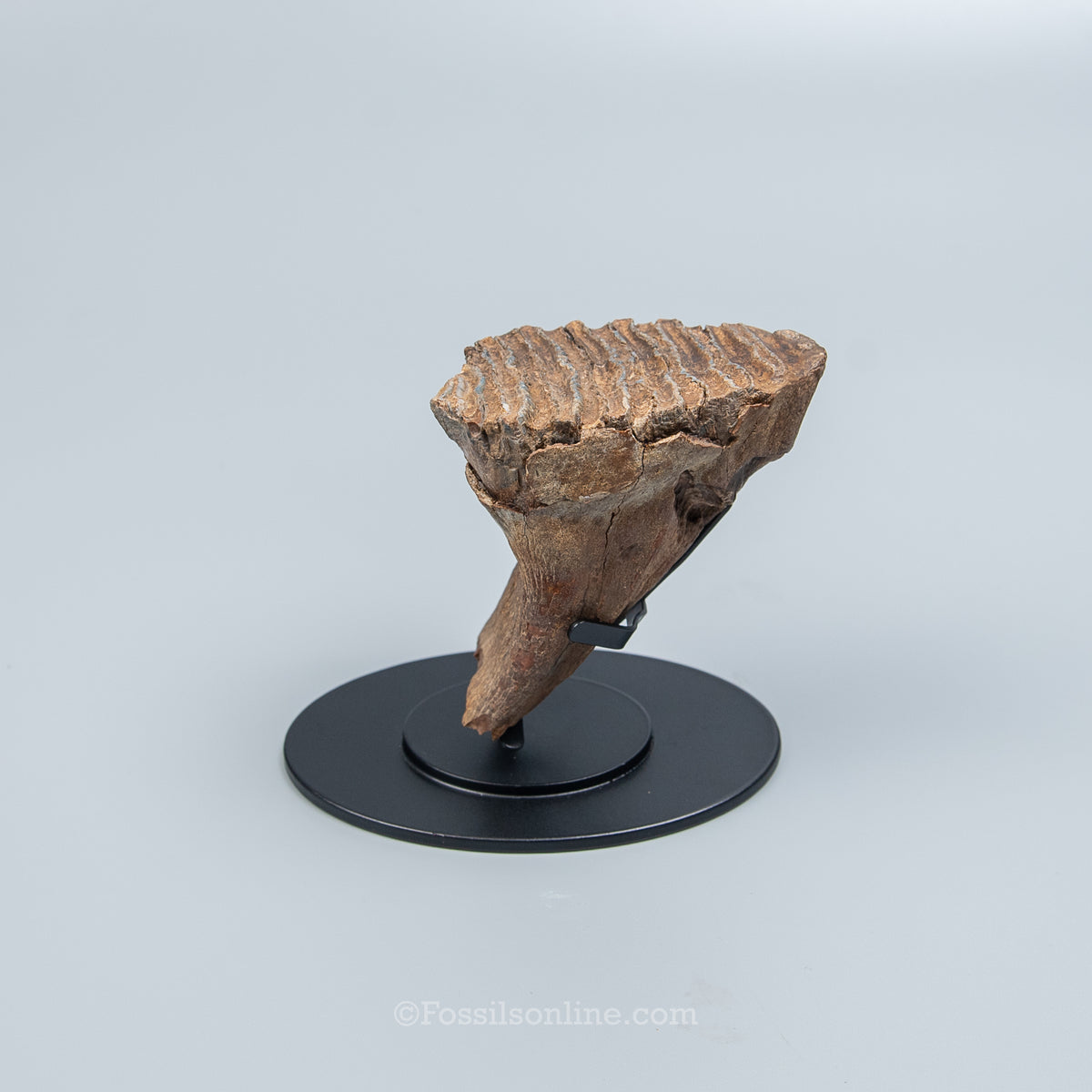 Juvenile Woolly Mammoth Tooth on Display Stand