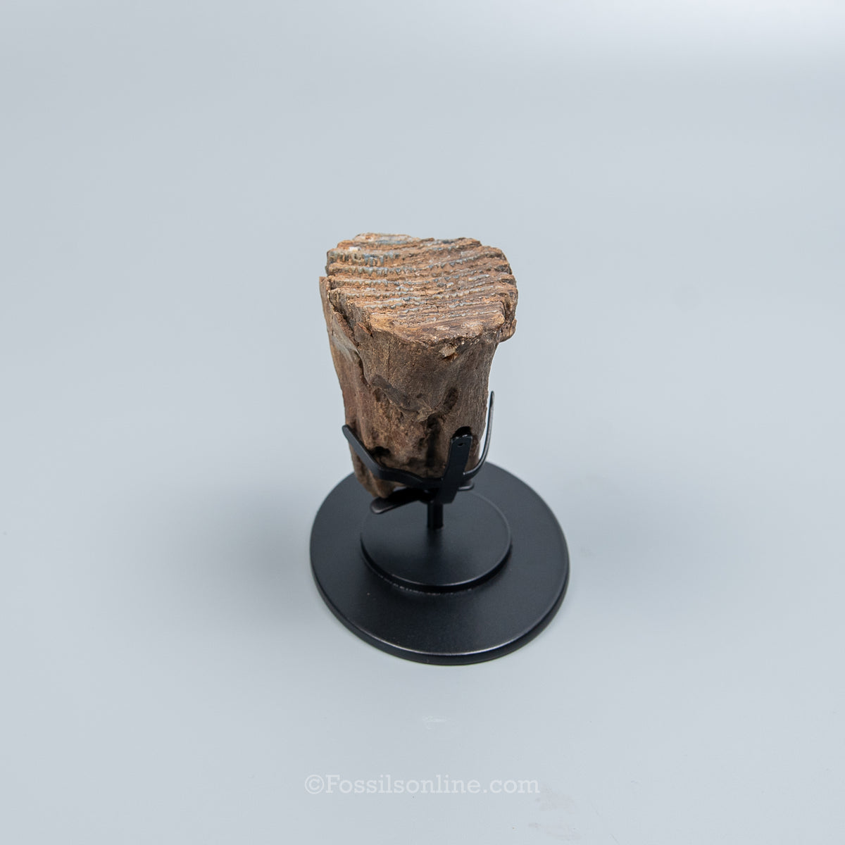 Juvenile Woolly Mammoth Tooth on Display Stand