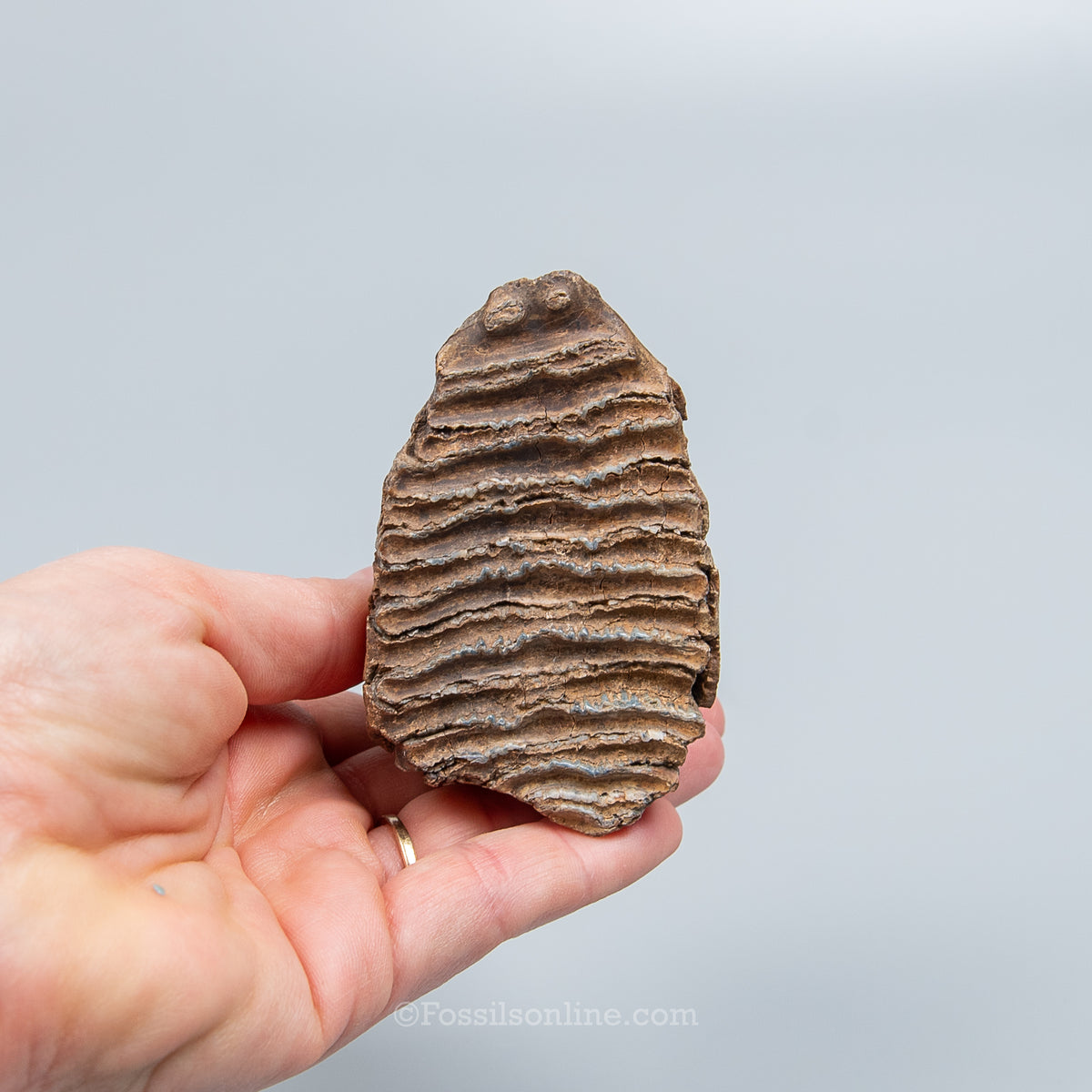 Juvenile Woolly Mammoth Tooth on Display Stand