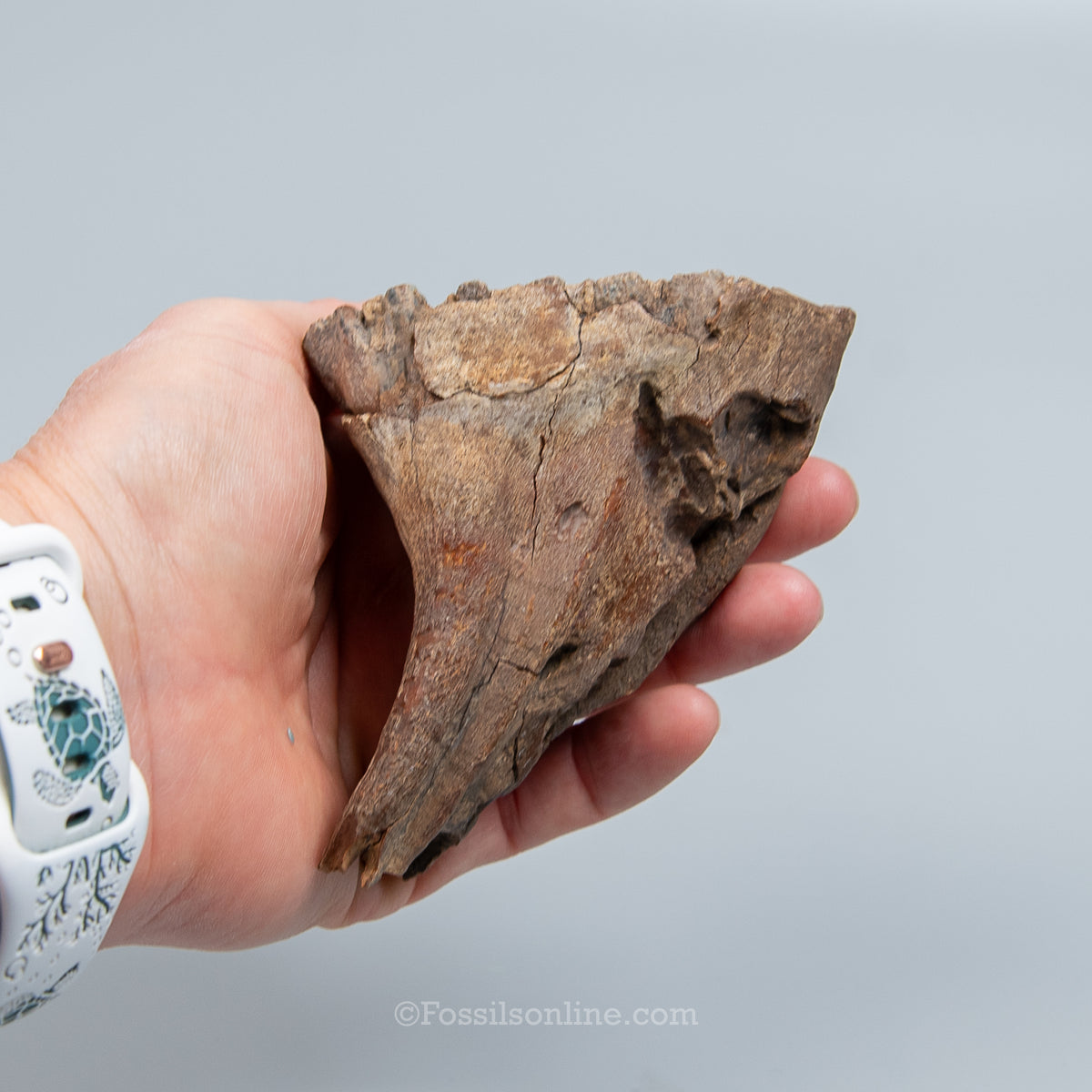 Juvenile Woolly Mammoth Tooth on Display Stand