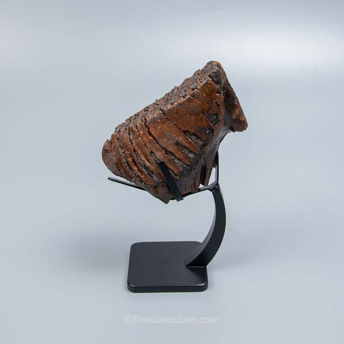 Juvenile Woolly Mammoth Tooth on Display Stand