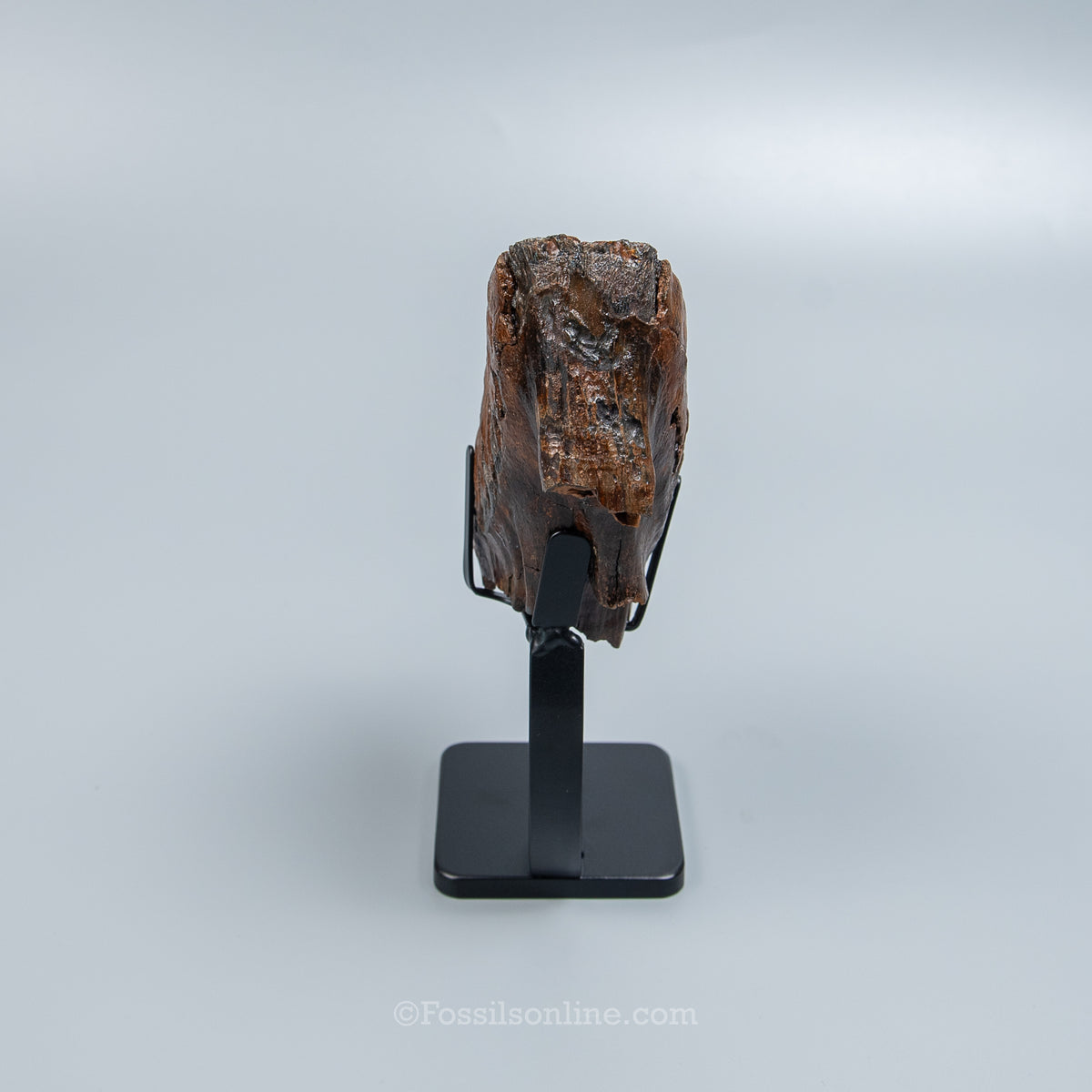 Juvenile Woolly Mammoth Tooth on Display Stand