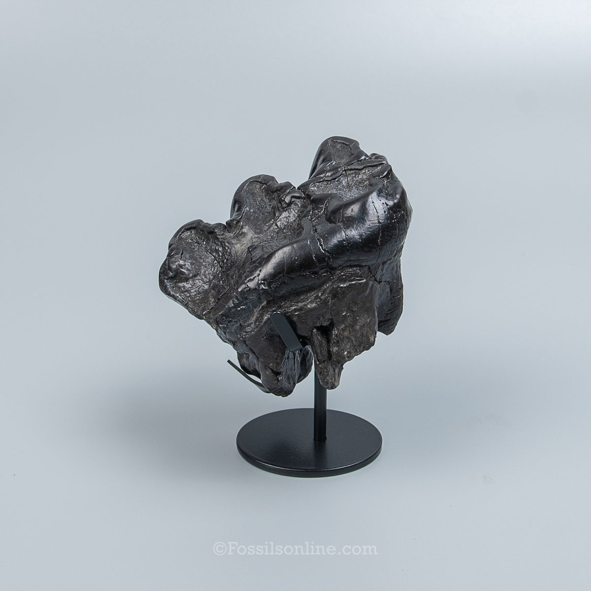 Rare Juvenile Gomphothere Tooth on a Display Stand