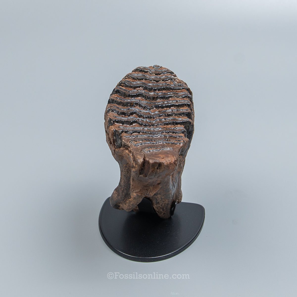 Juvenile Woolly Mammoth Tooth on Display Stand