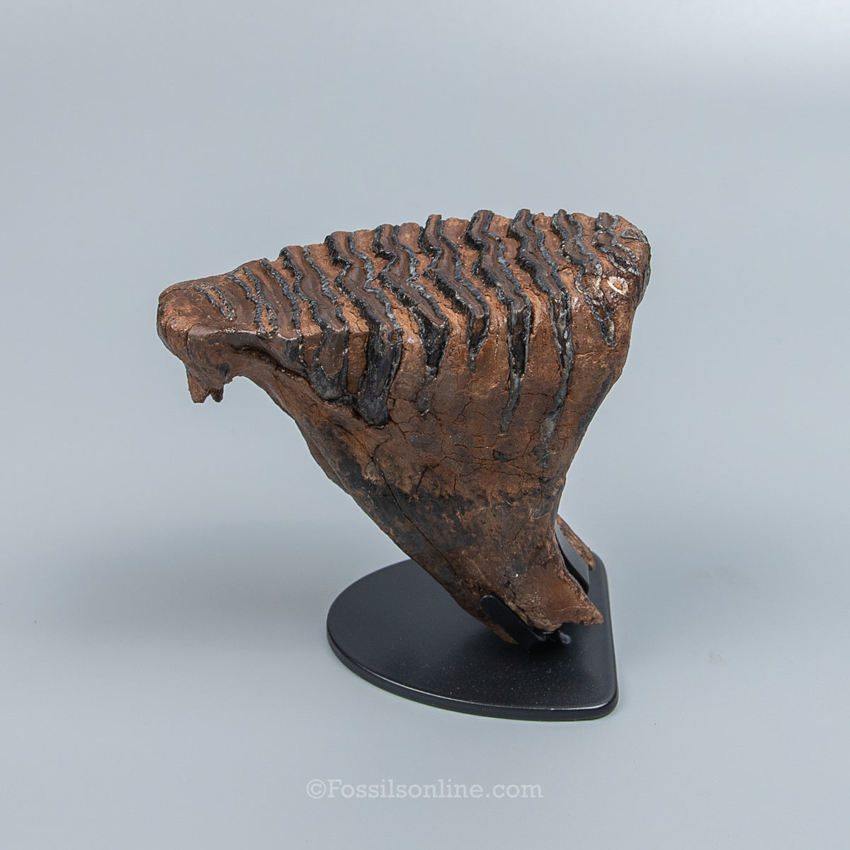 Juvenile Woolly Mammoth Tooth on Display Stand