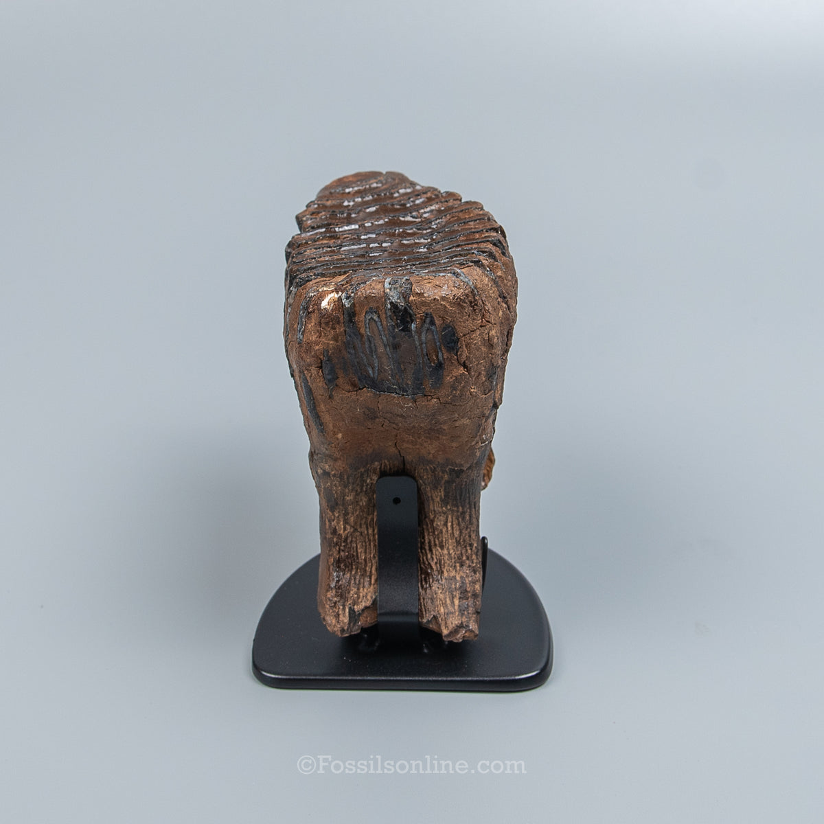 Juvenile Woolly Mammoth Tooth on Display Stand