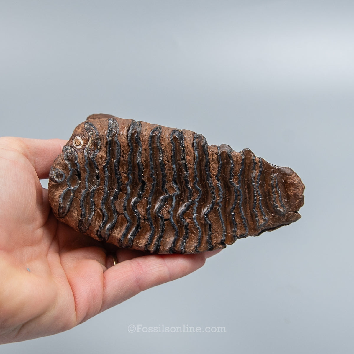 Juvenile Woolly Mammoth Tooth on Display Stand