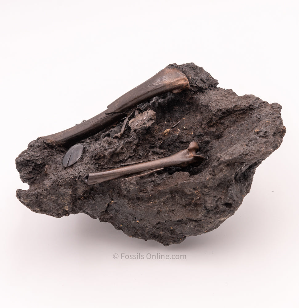 Bird Bone Assortment in Matrix Tar Pit Fossils
