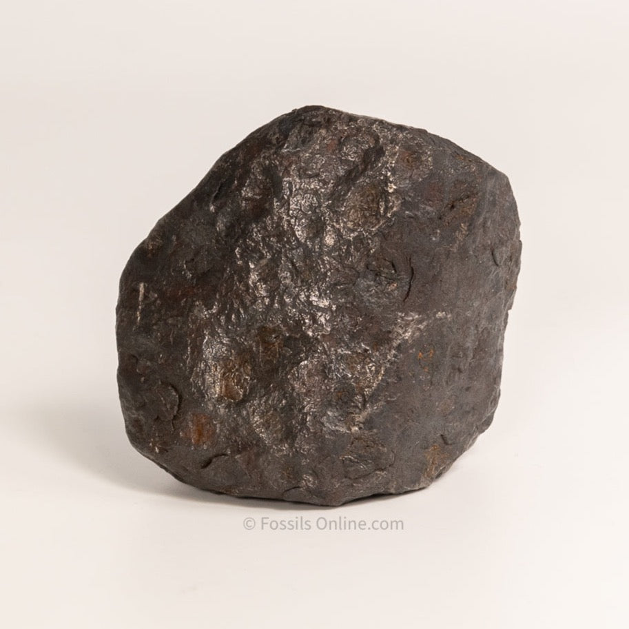 Muonionalusta Meteorite  1105 grams