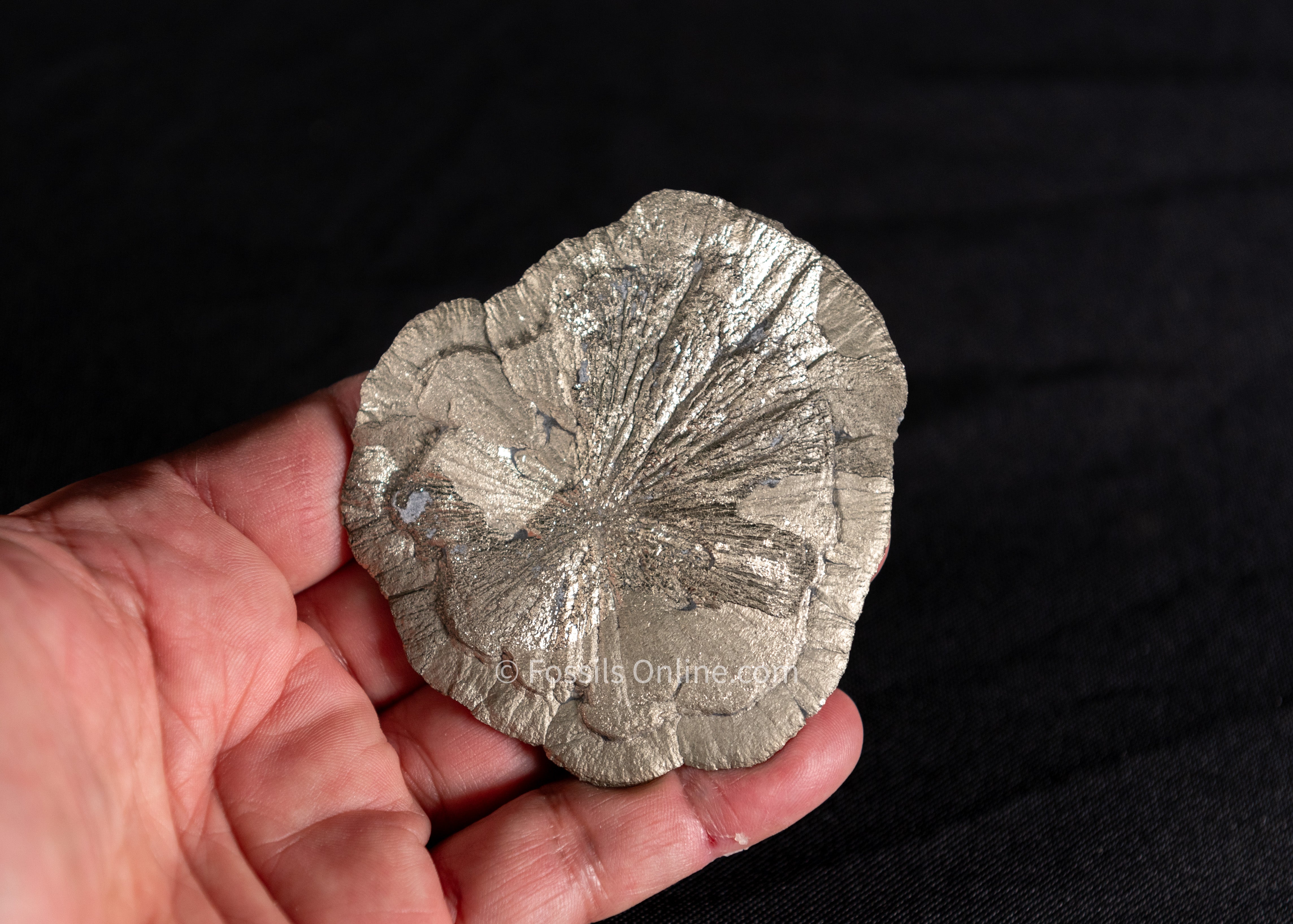Pyrite Sun / Miner's Dollar