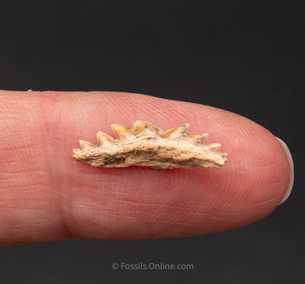 Hexanchus Andersonii Symphyseal Tooth Ex Bob Ernst Collection