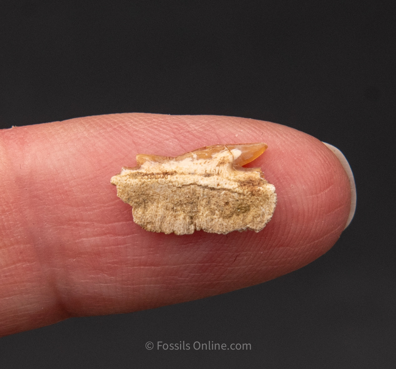 Echinorhinus Blakei Tooth Ex Bob Ernst Collection