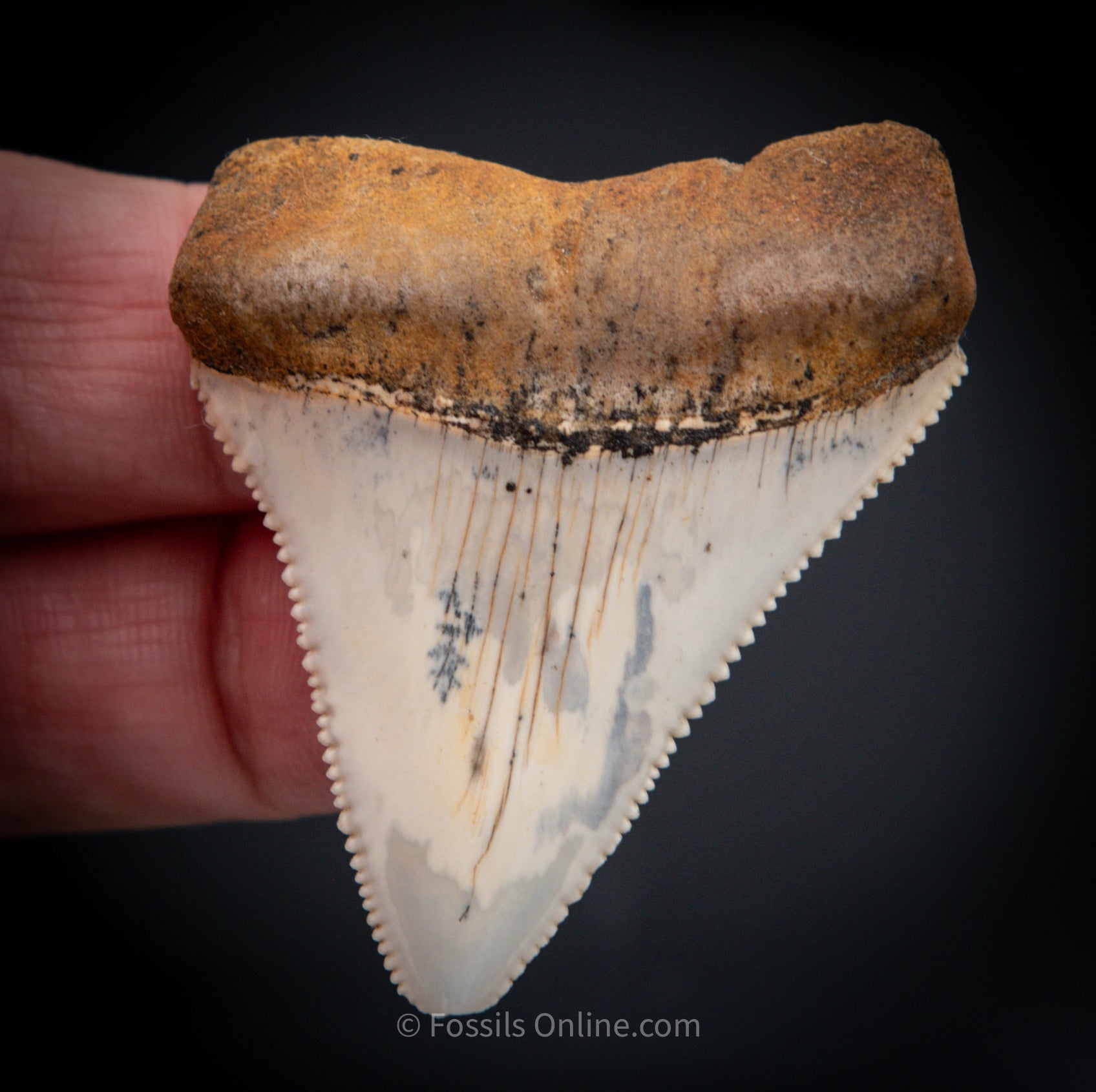 Fossil Great White Tooth San Diego 1.9"