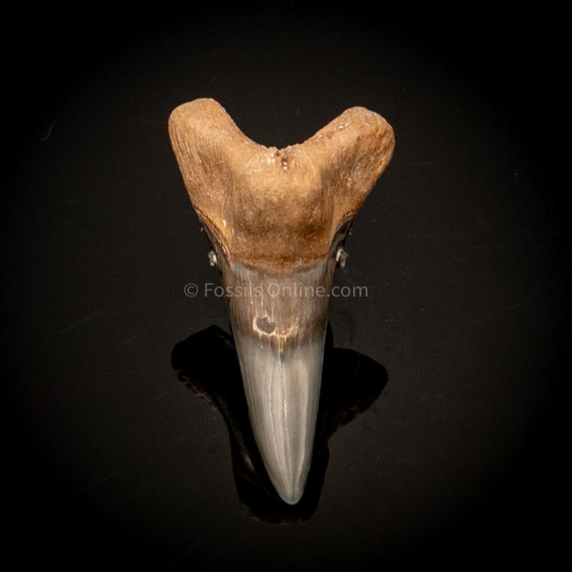 Venice Hemipristis Lower Fossil Tooth  1.59"