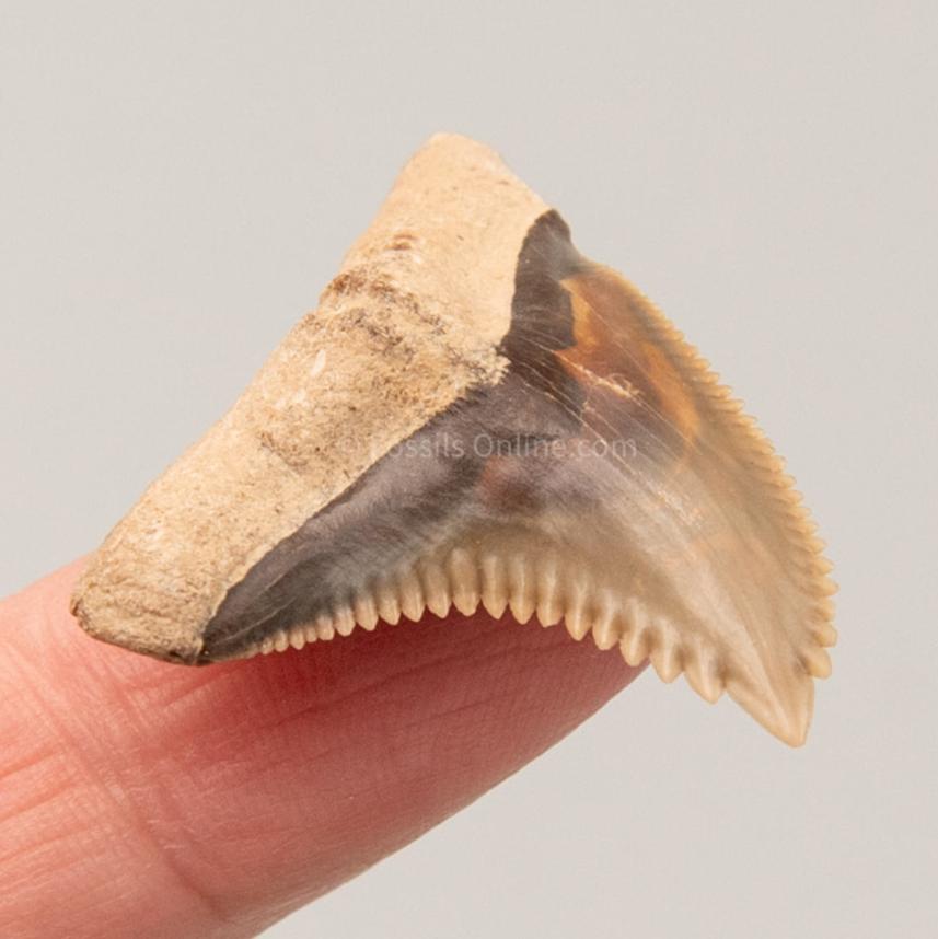 Perfect  Venice Hemipristis Tooth  1.49"