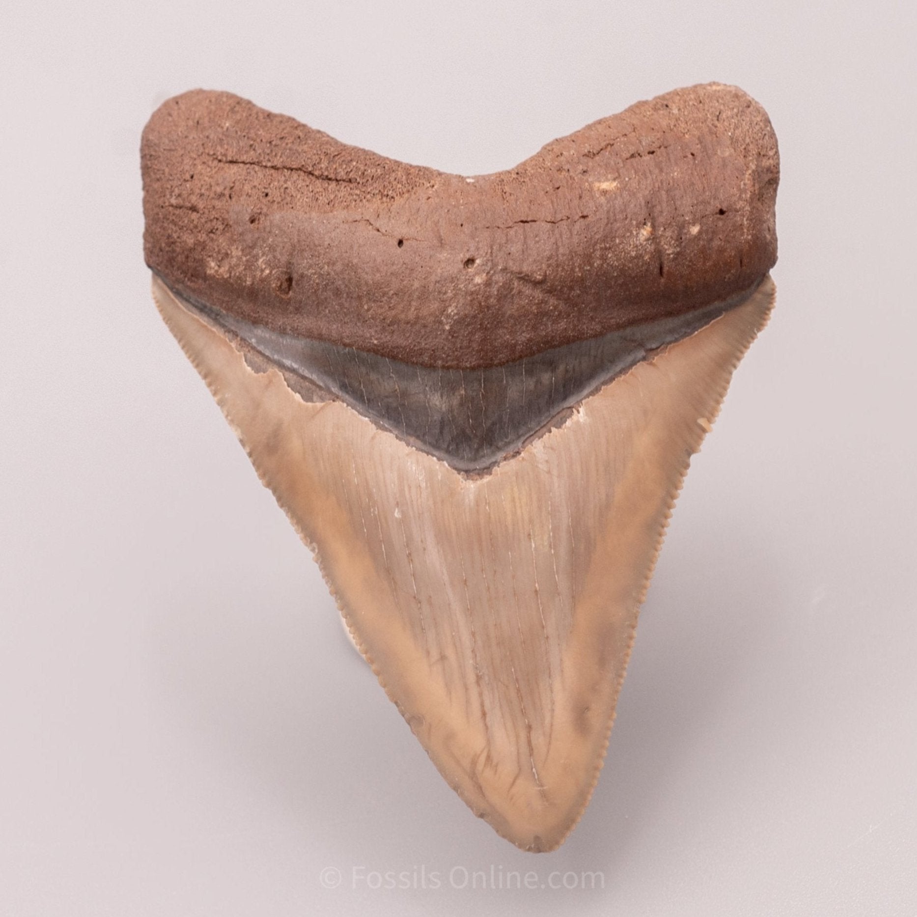 Venice Megalodon Tooth 3.12"