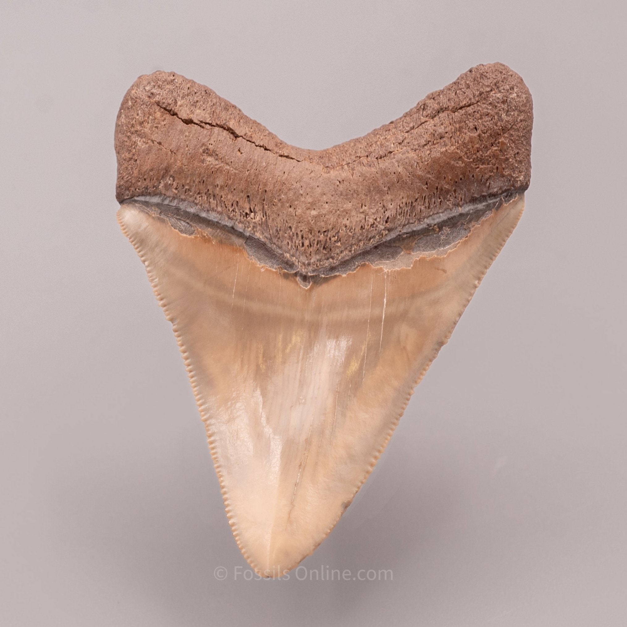 Venice Megalodon Tooth 3.12"