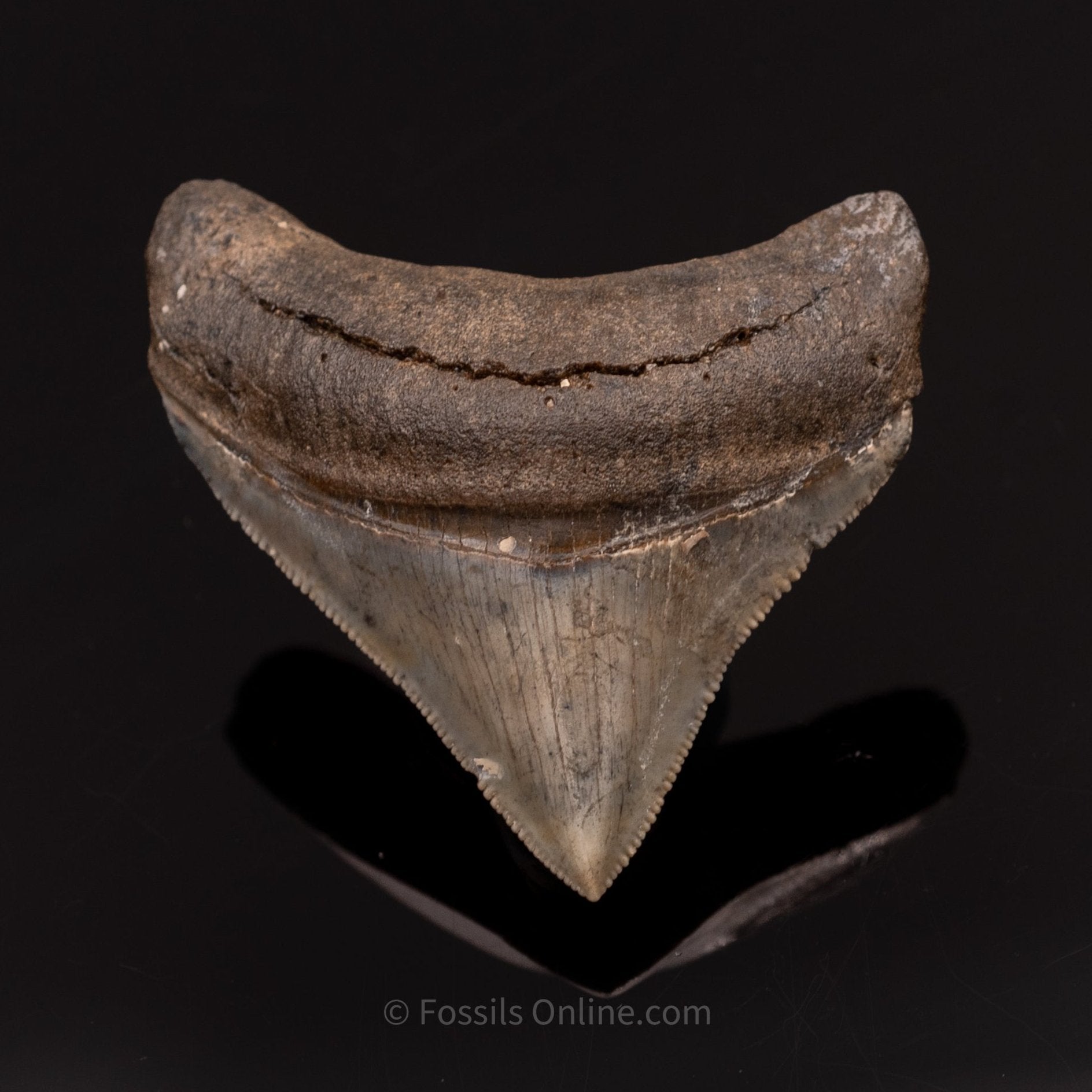 Venice Megalodon Tooth 2.25"