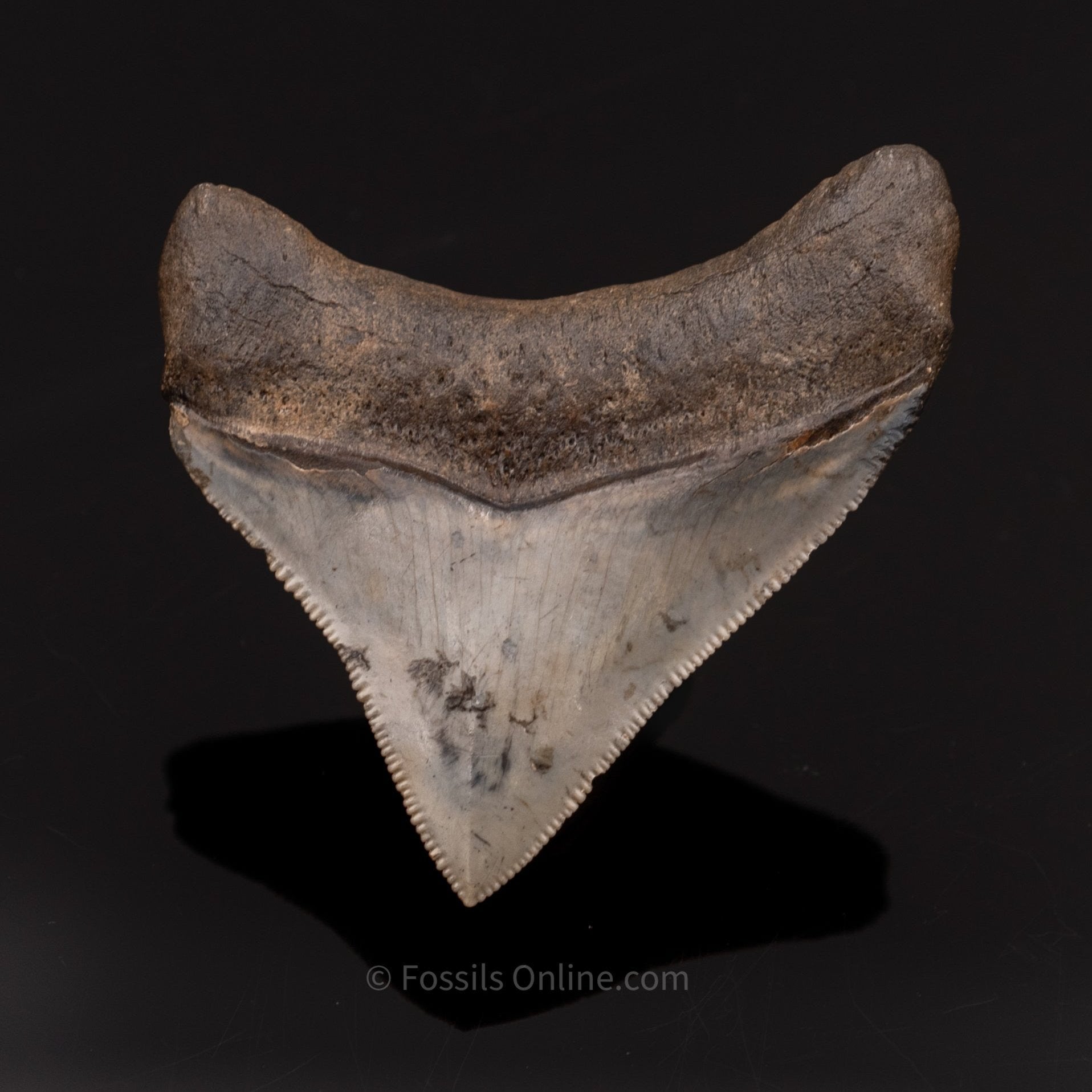 Venice Megalodon Tooth 2.25"