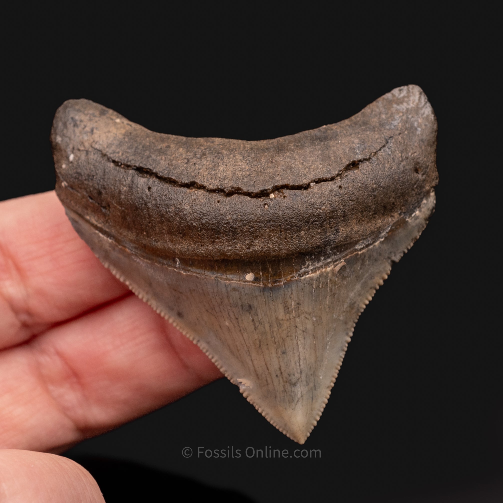 Venice Megalodon Tooth 2.25"