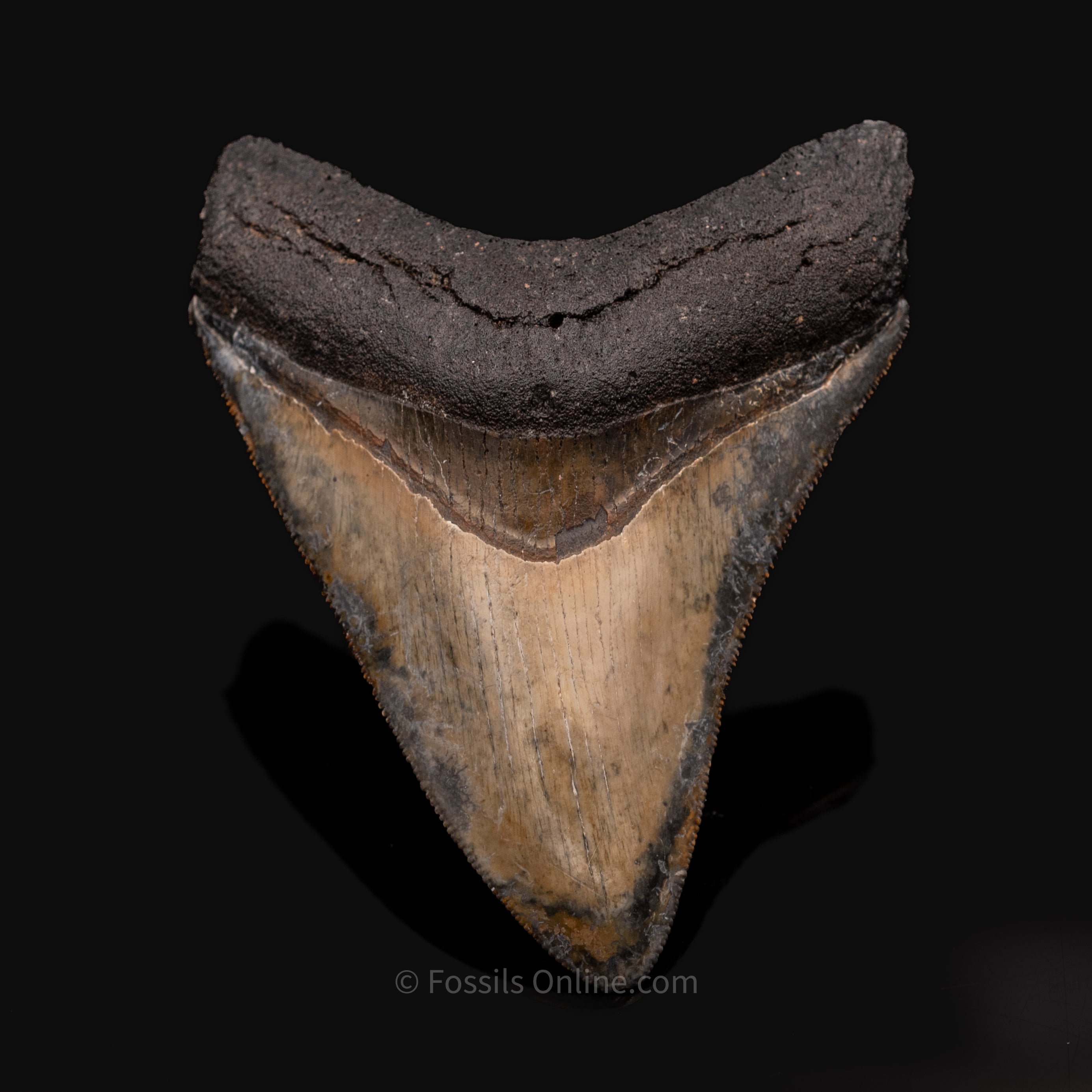 Venice Megalodon Tooth 3.8"