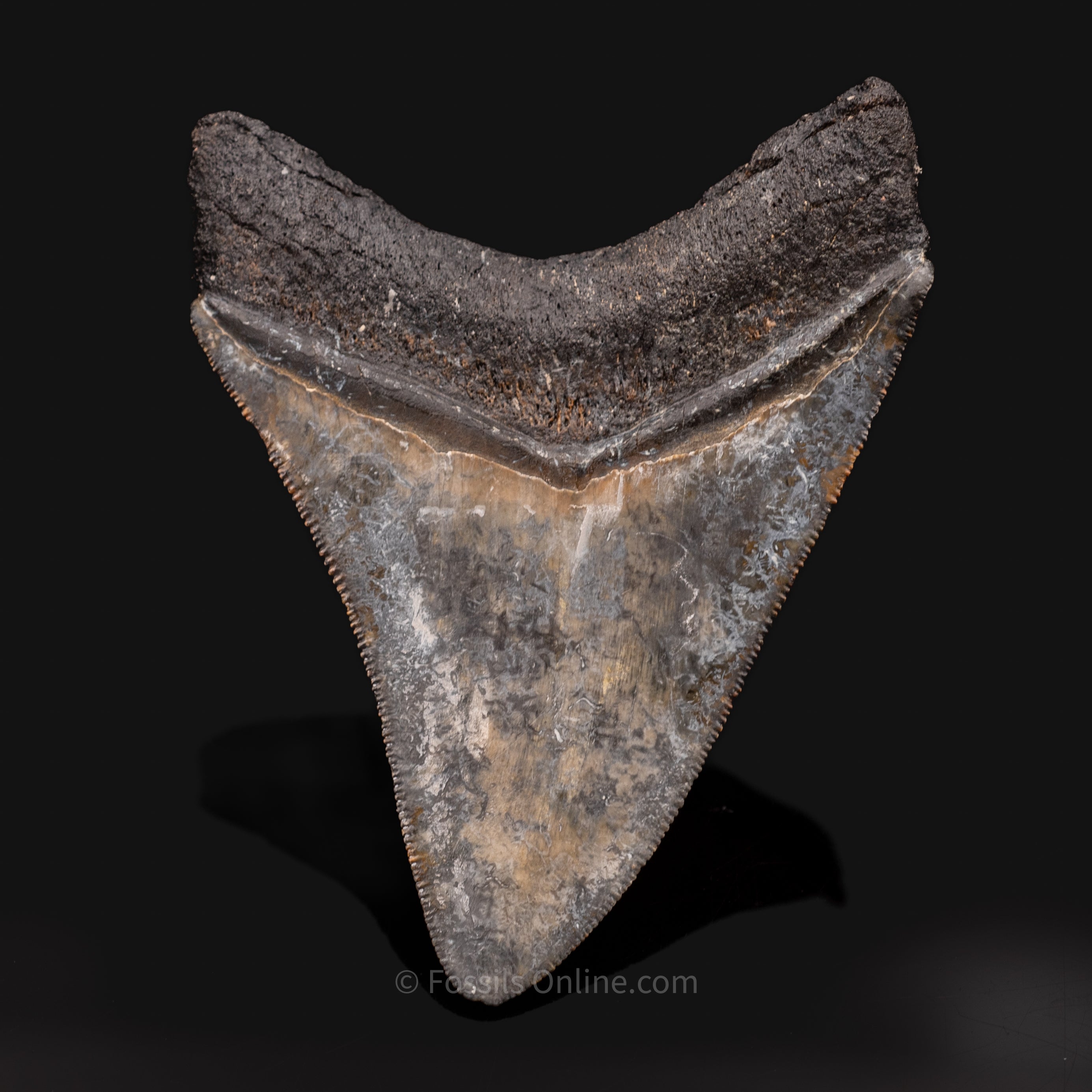 Venice Megalodon Tooth 3.8"