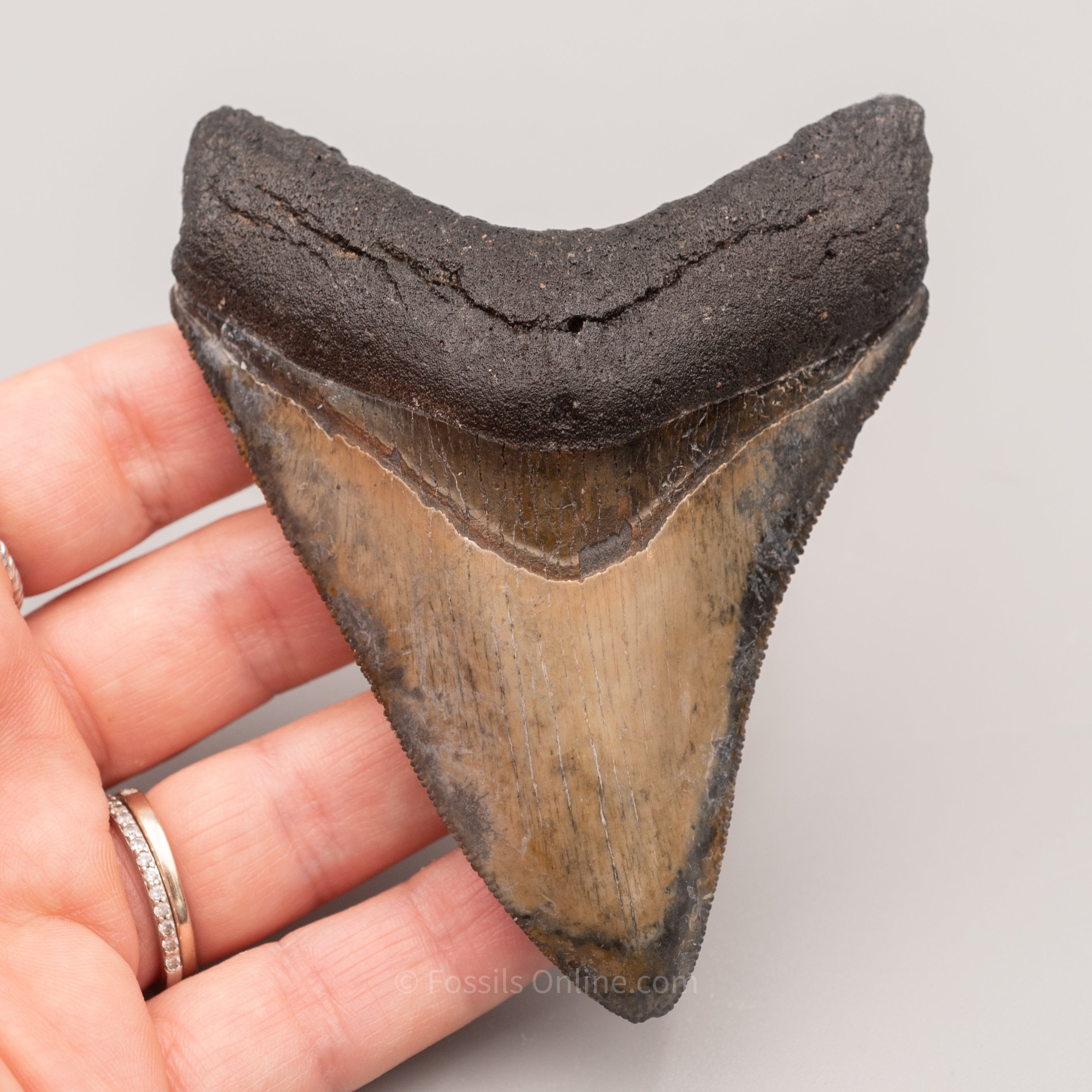 Venice Megalodon Tooth 3.8"