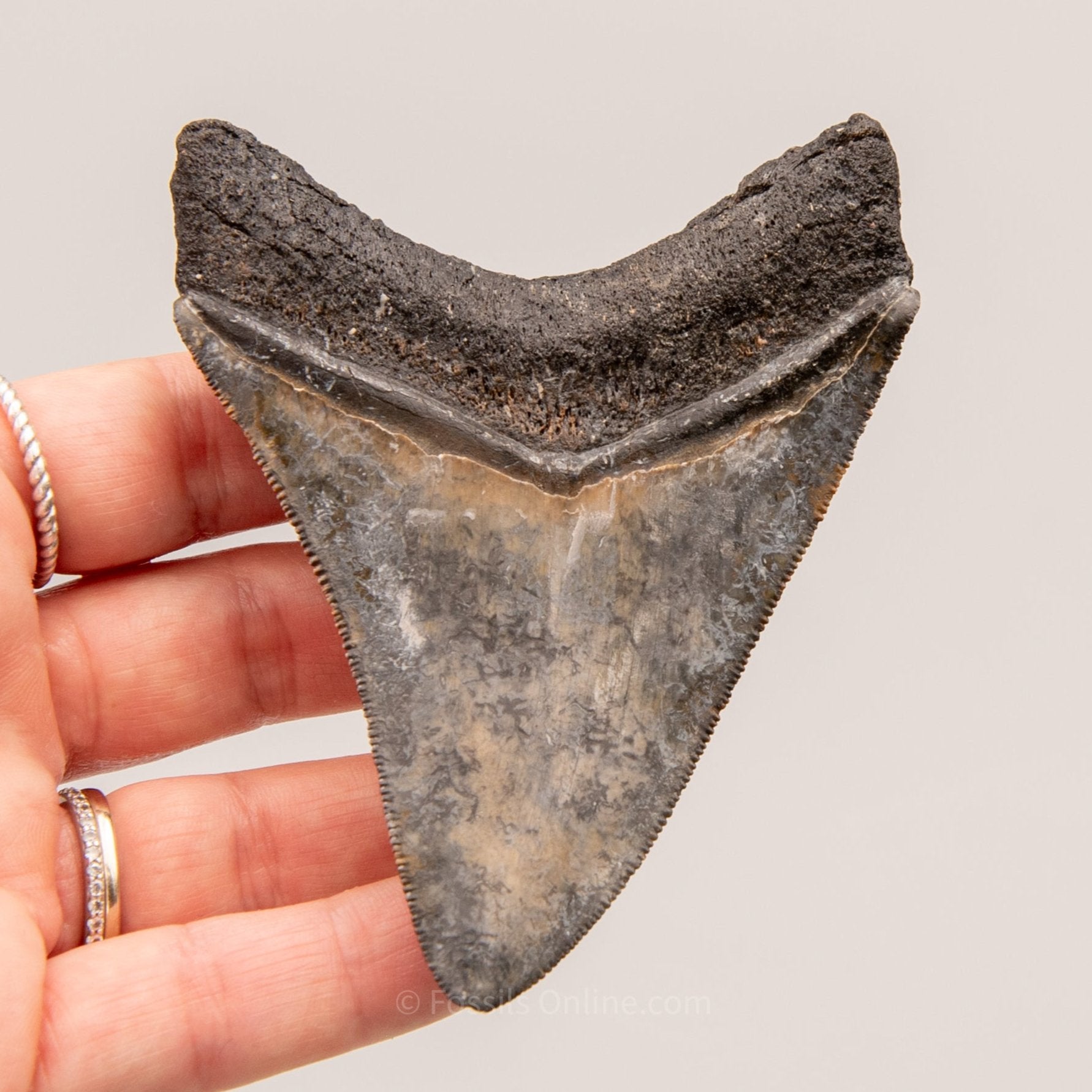 Venice Megalodon Tooth 3.8"