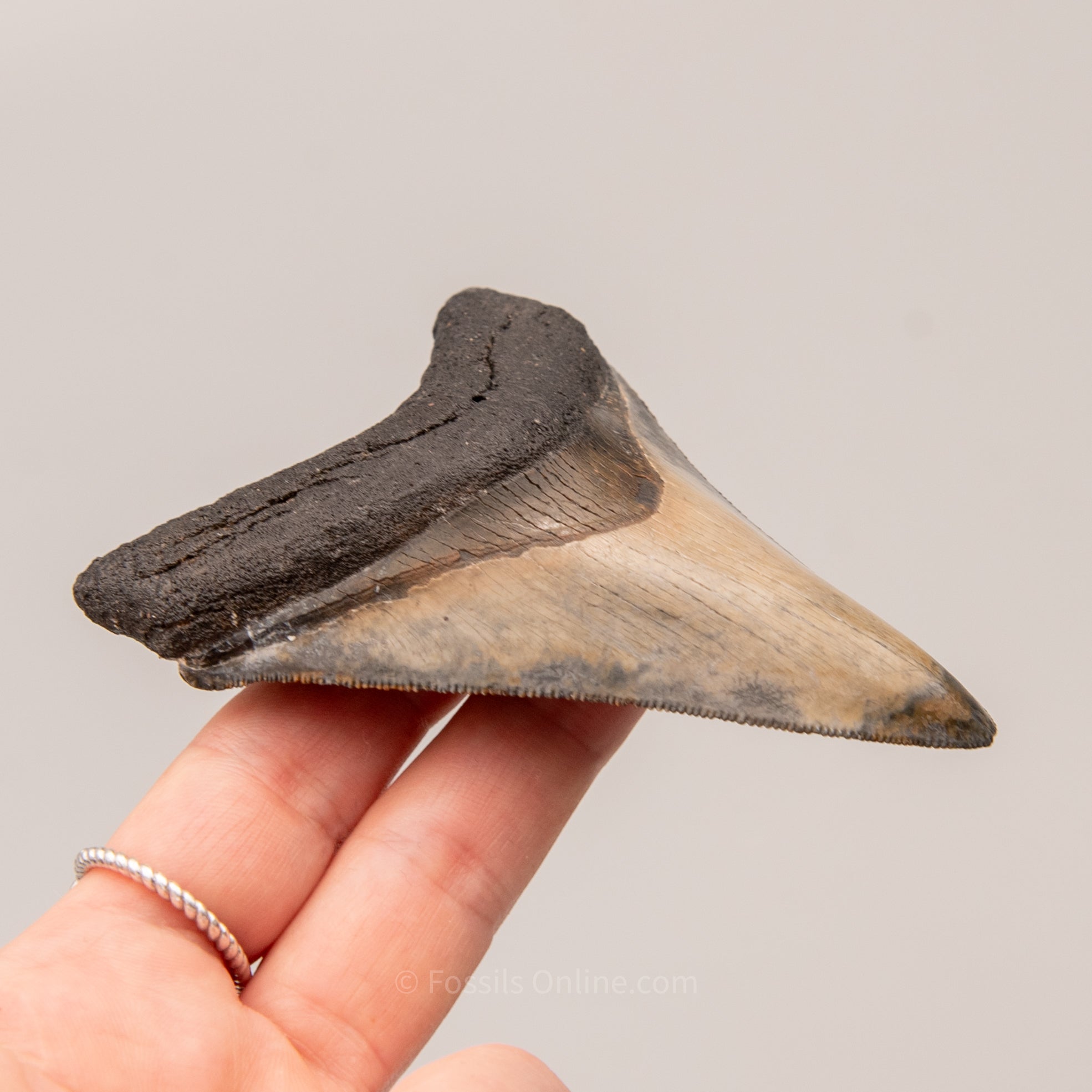 Venice Megalodon Tooth 3.8"