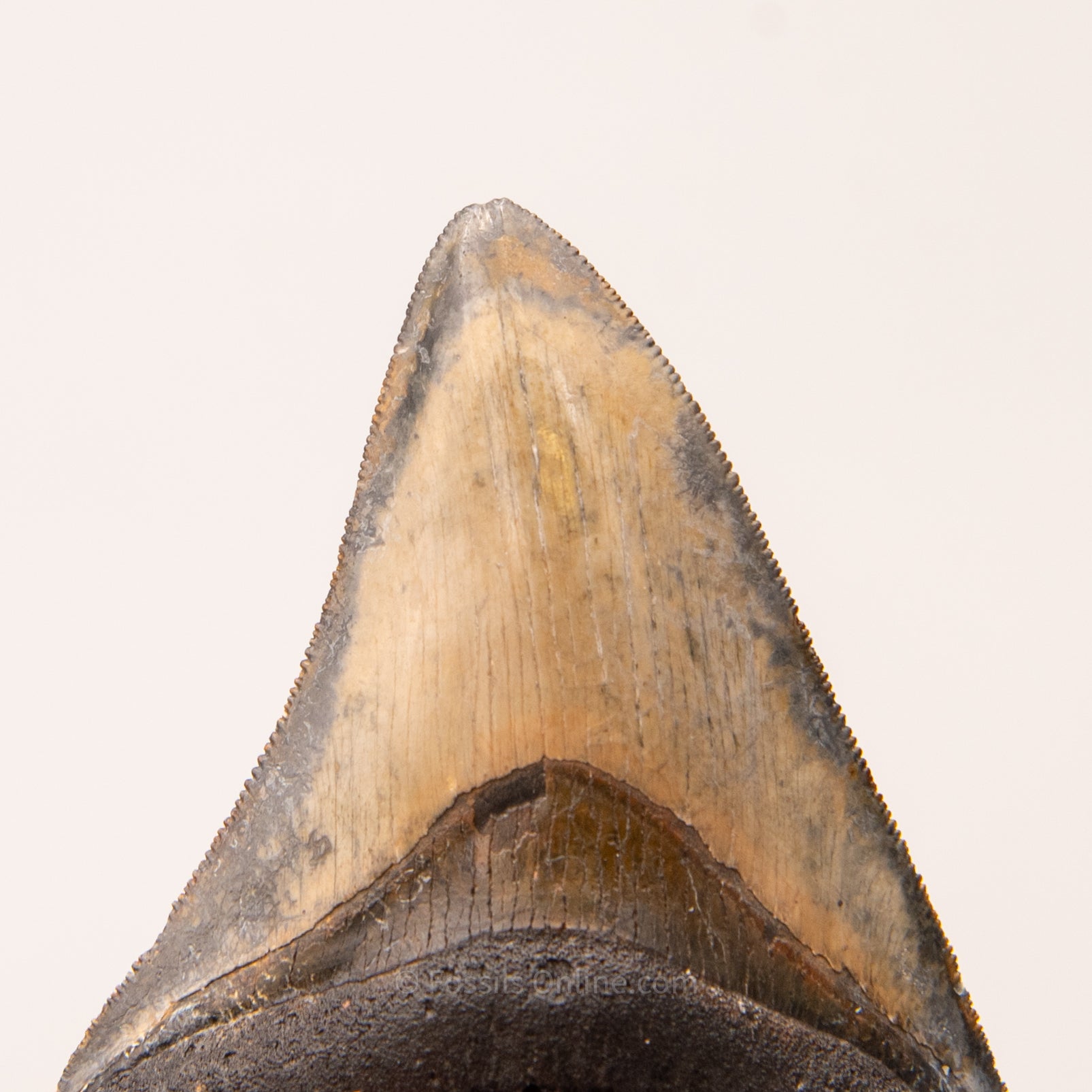 Venice Megalodon Tooth 3.8"