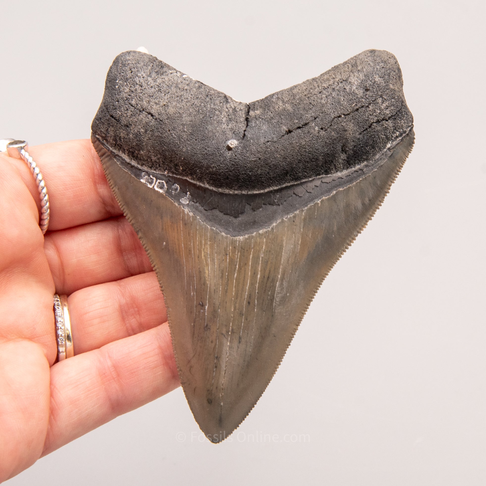 Venice Megalodon Tooth 3.9"