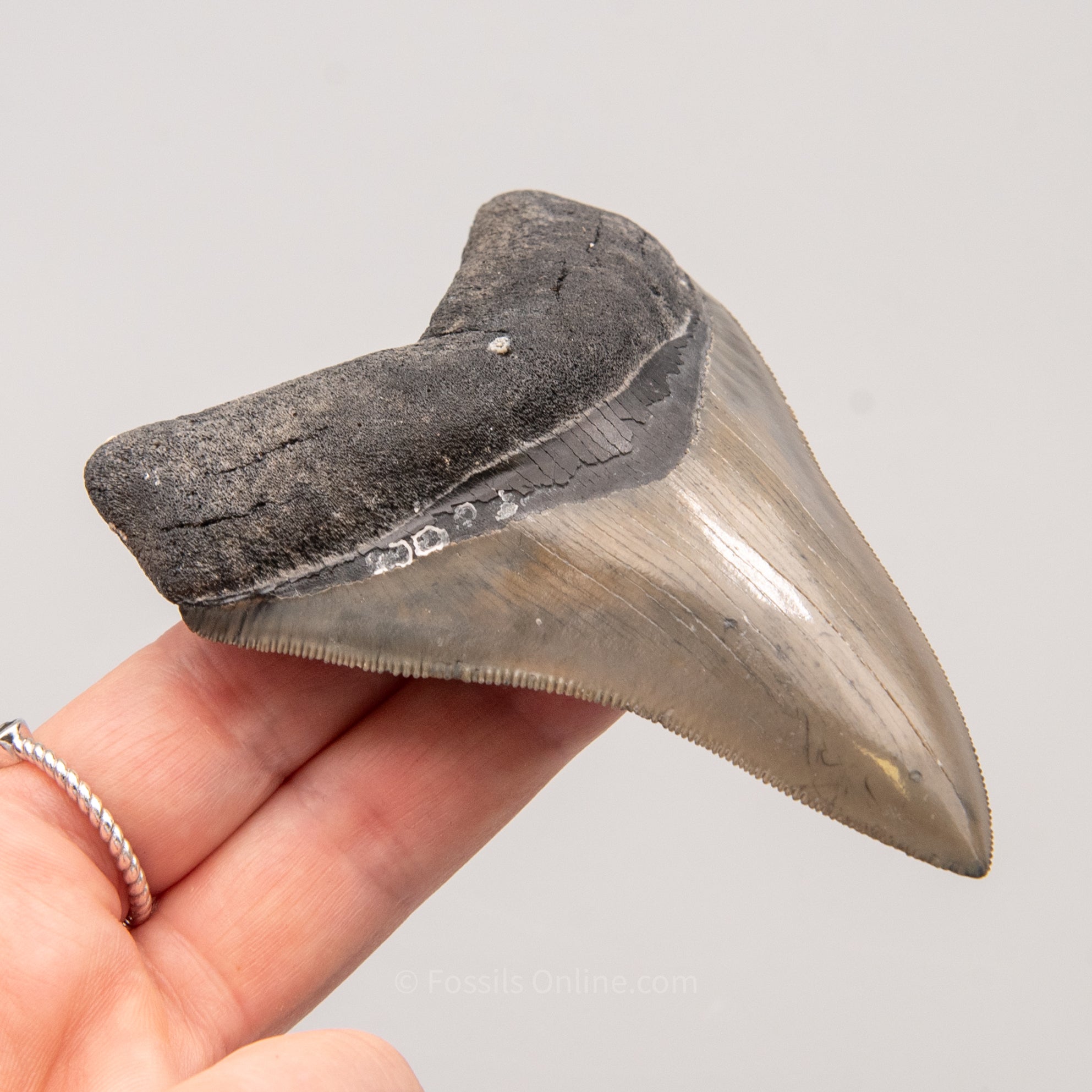 Venice Megalodon Tooth 3.9"