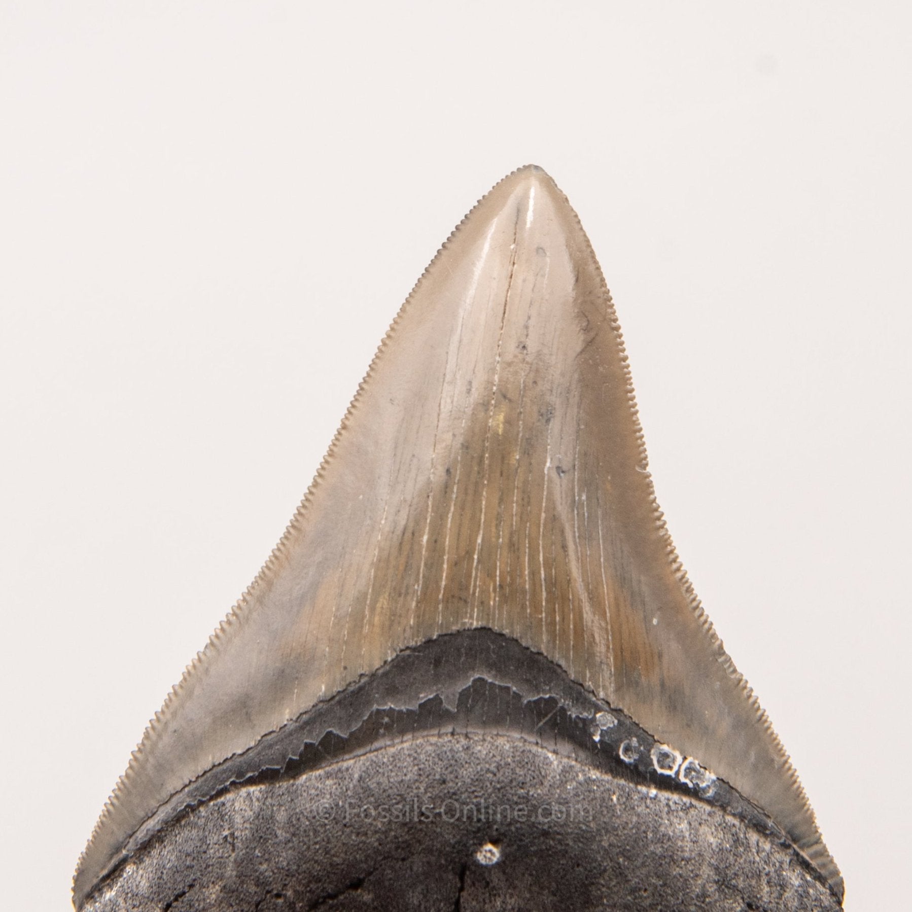 Venice Megalodon Tooth 3.9"