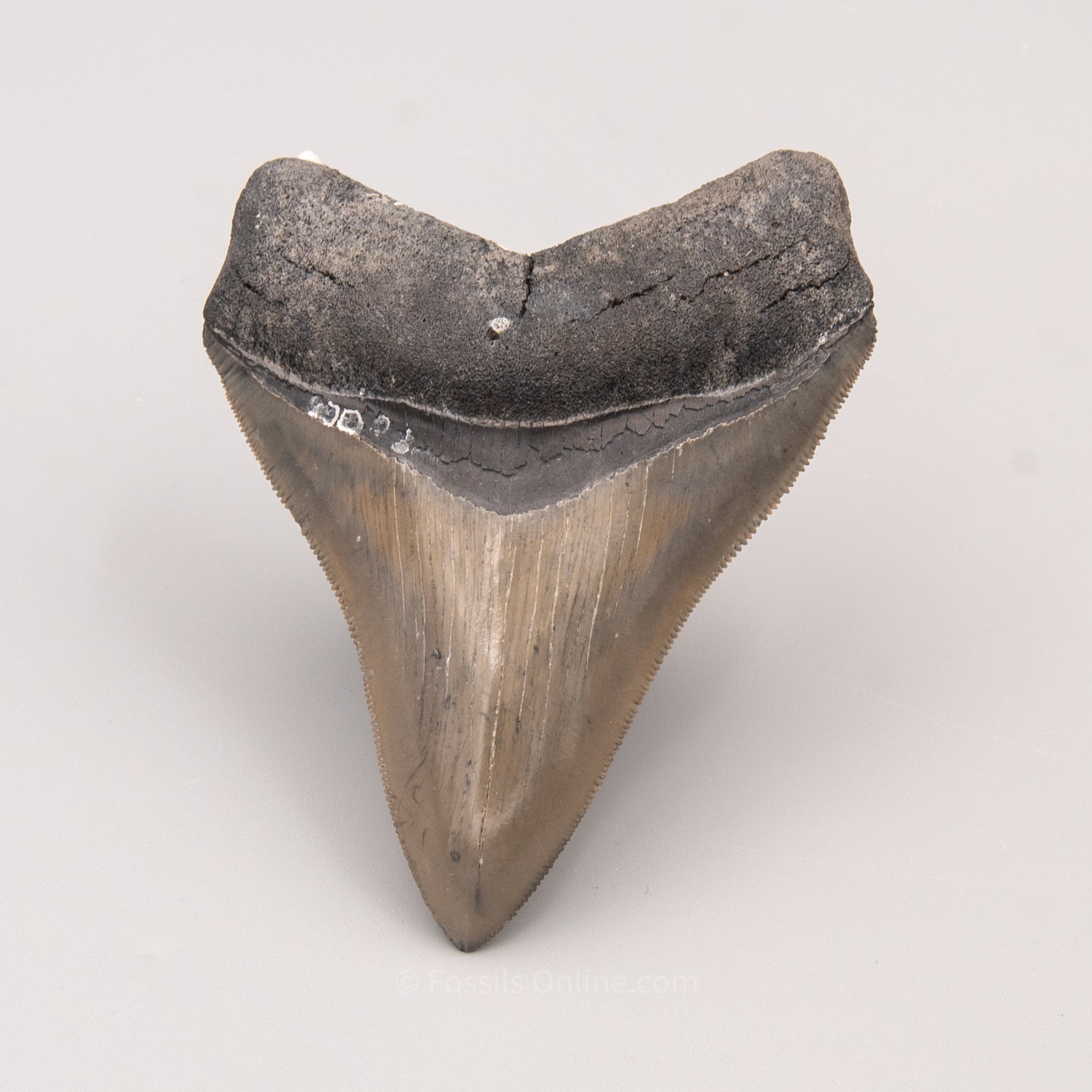 Venice Megalodon Tooth 3.9"