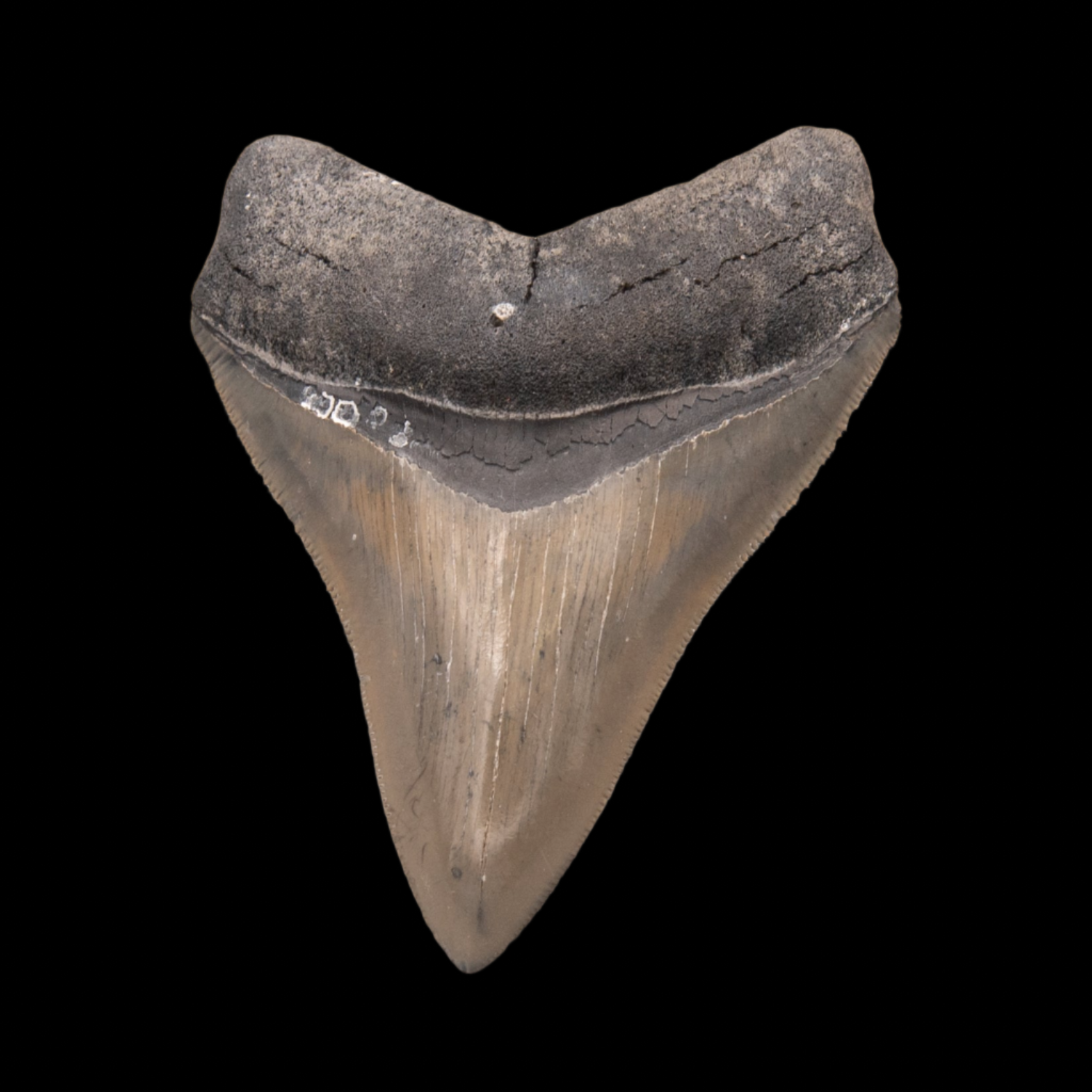 Venice Megalodon Tooth 3.9"