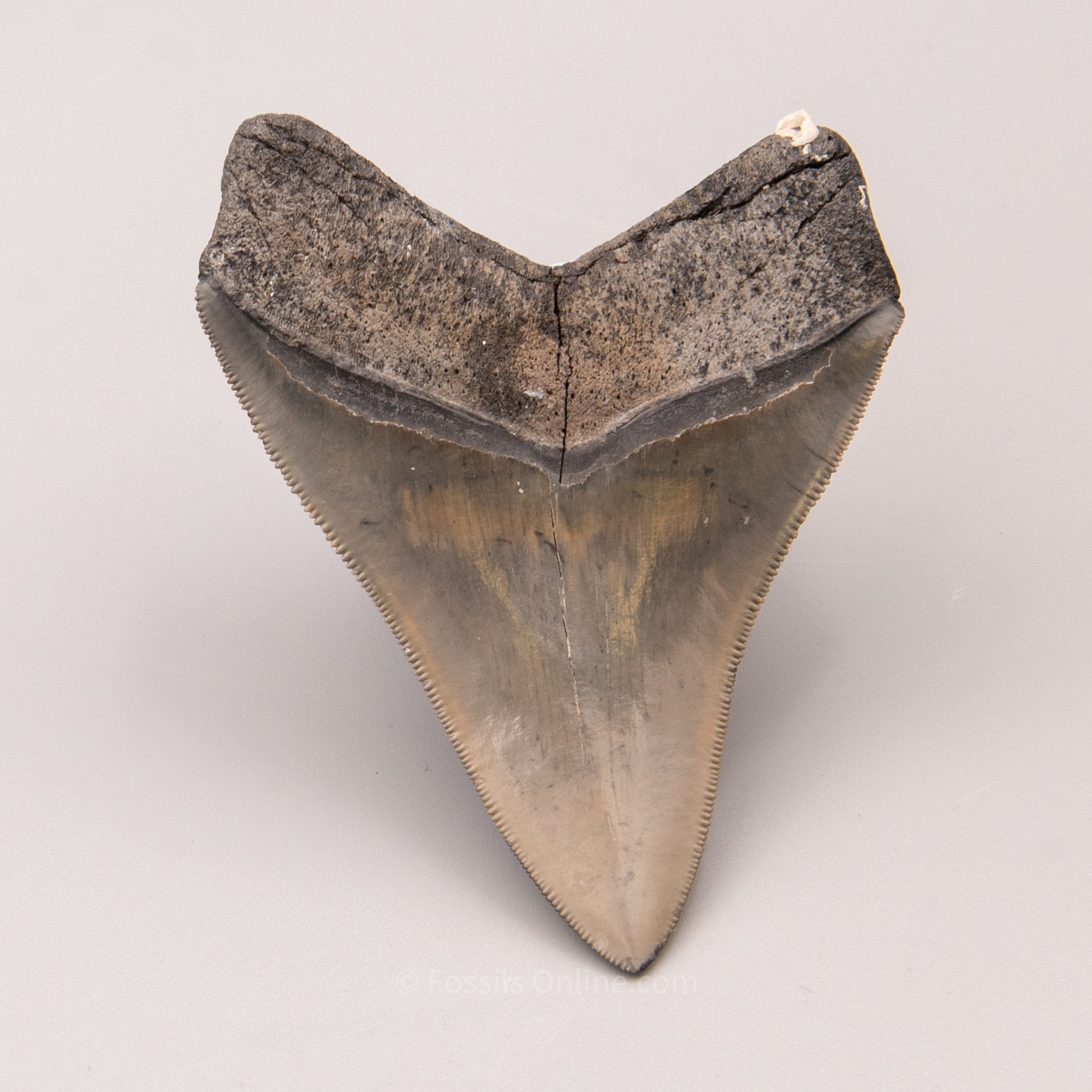 Venice Megalodon Tooth 3.9"