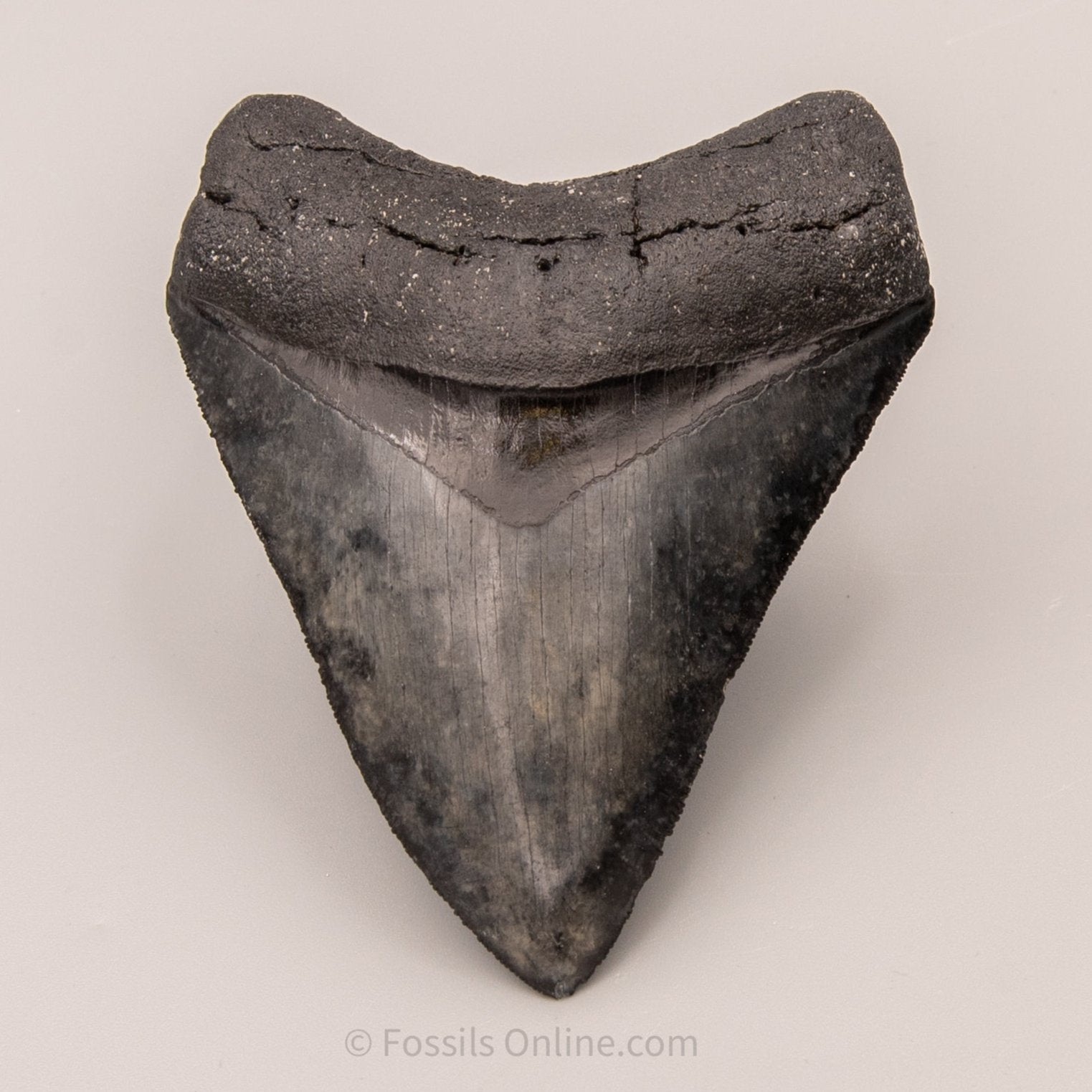 LG Venice Megalodon Tooth 4.58"