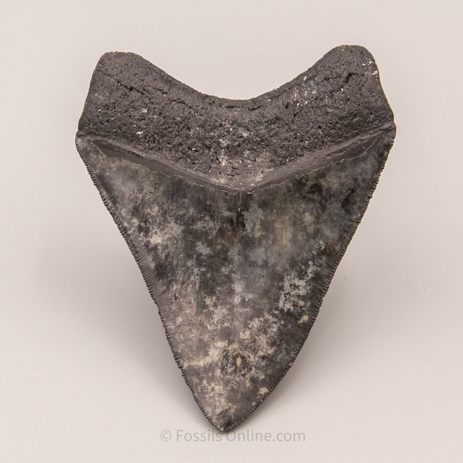 LG Venice Megalodon Tooth 4.58"