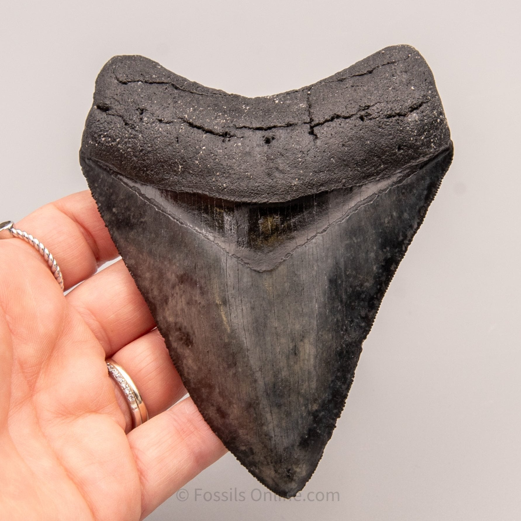 LG Venice Megalodon Tooth 4.58"